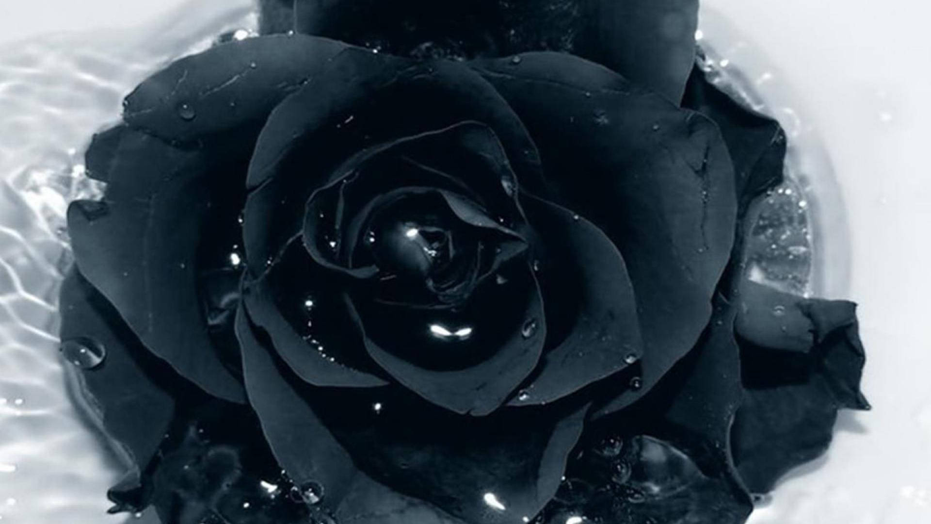 1920X1080 Black Rose Wallpaper and Background