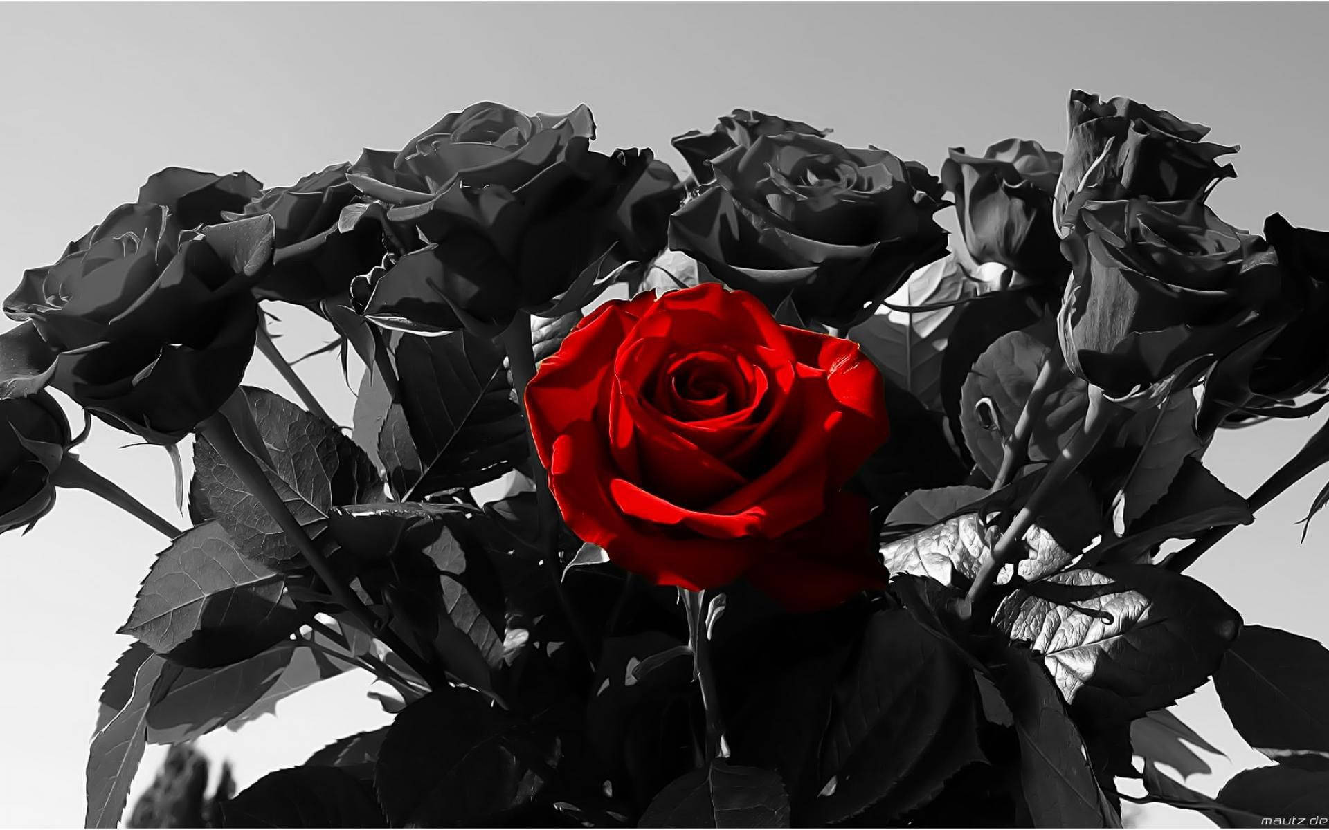 1920X1200 Black Rose Wallpaper and Background