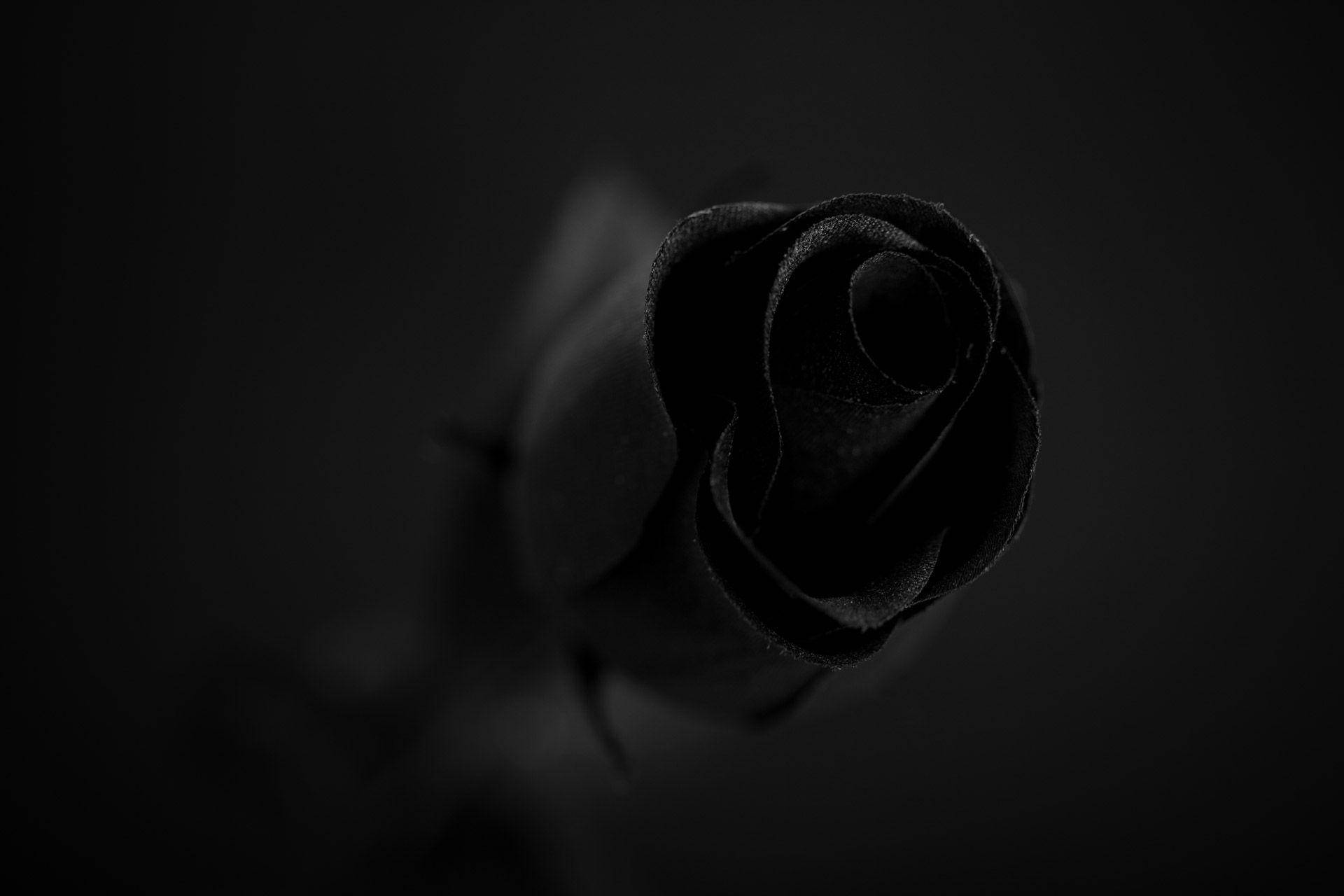 1920X1280 Black Rose Wallpaper and Background
