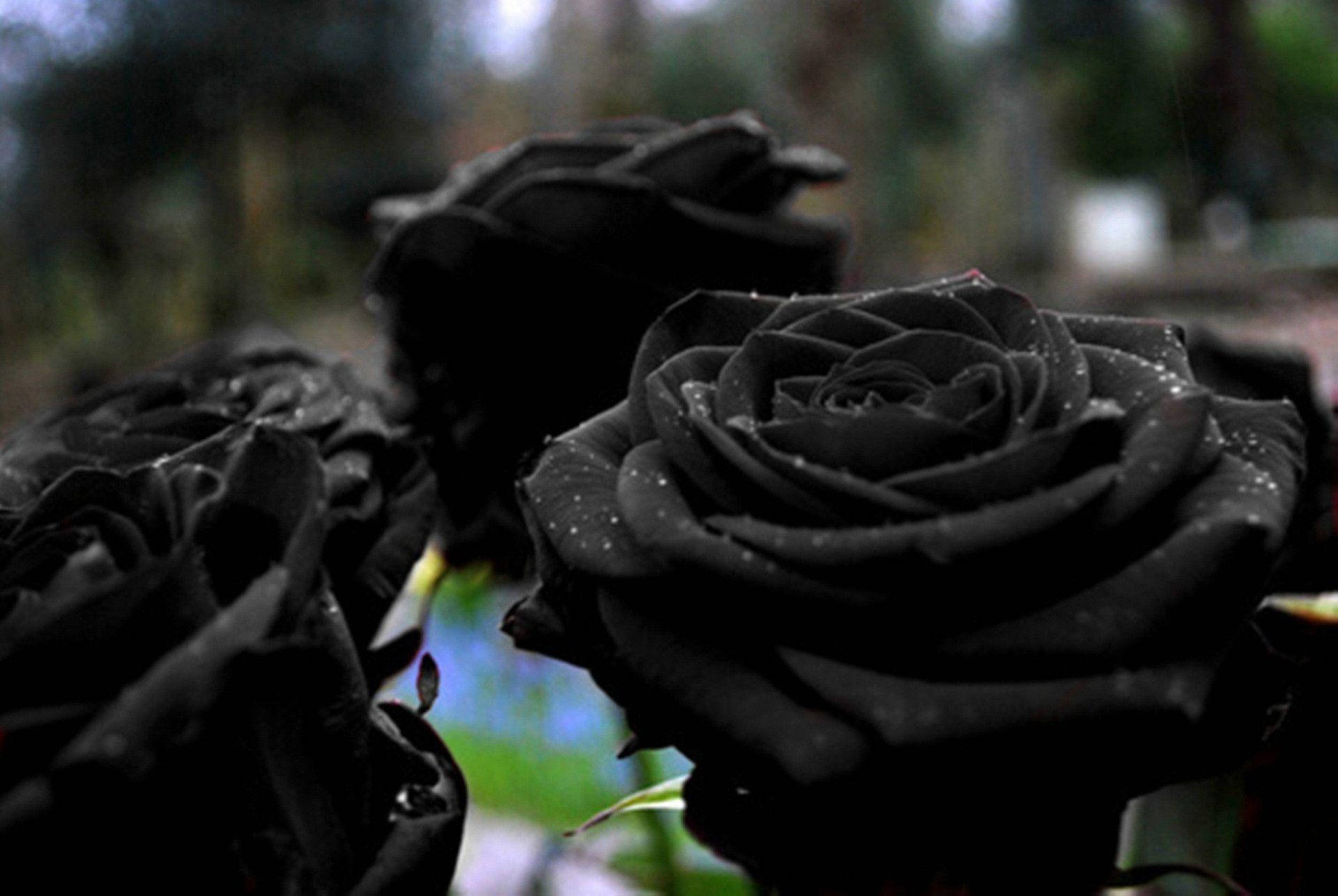 1920X1286 Black Rose Wallpaper and Background