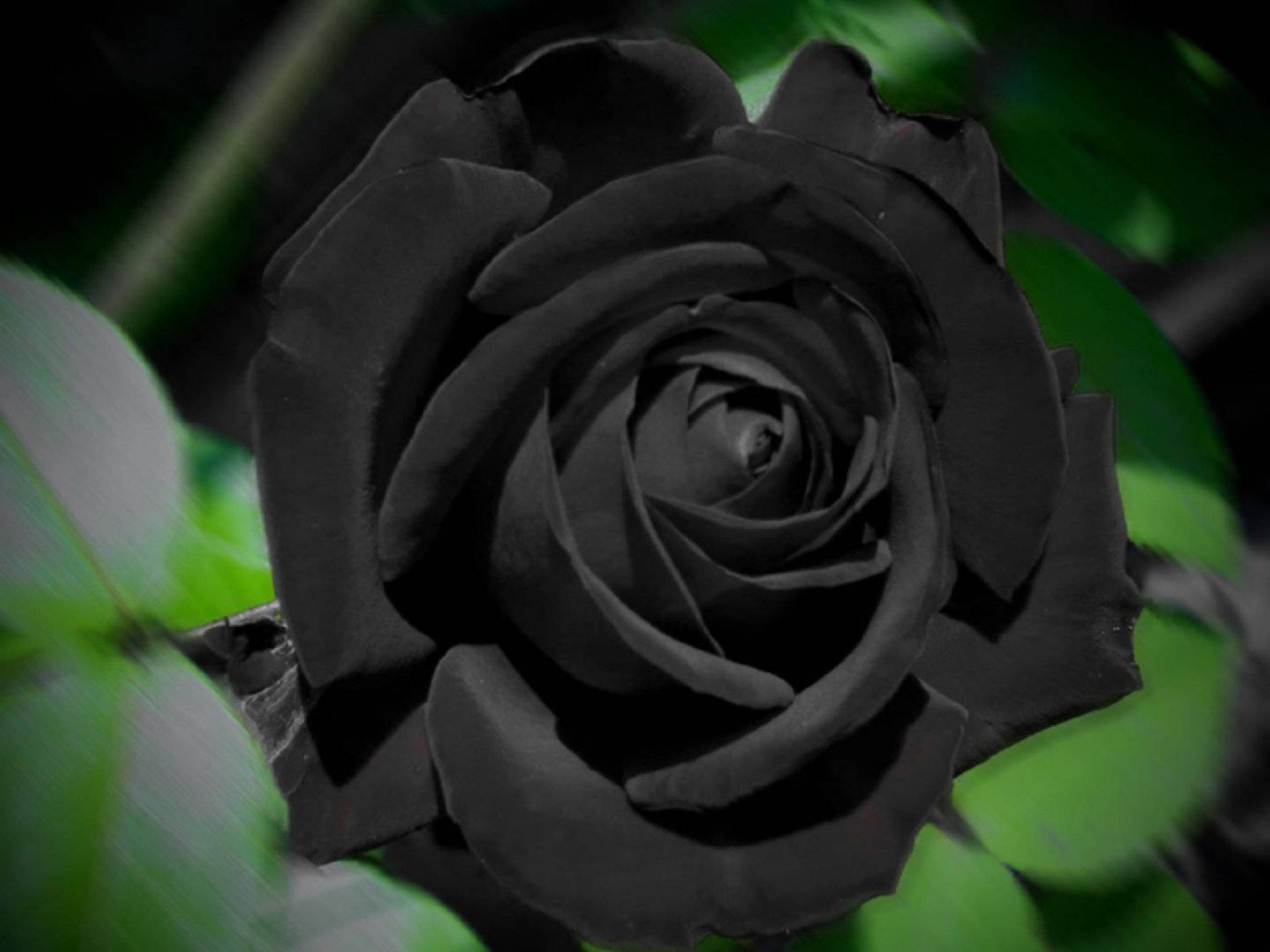 1920X1440 Black Rose Wallpaper and Background