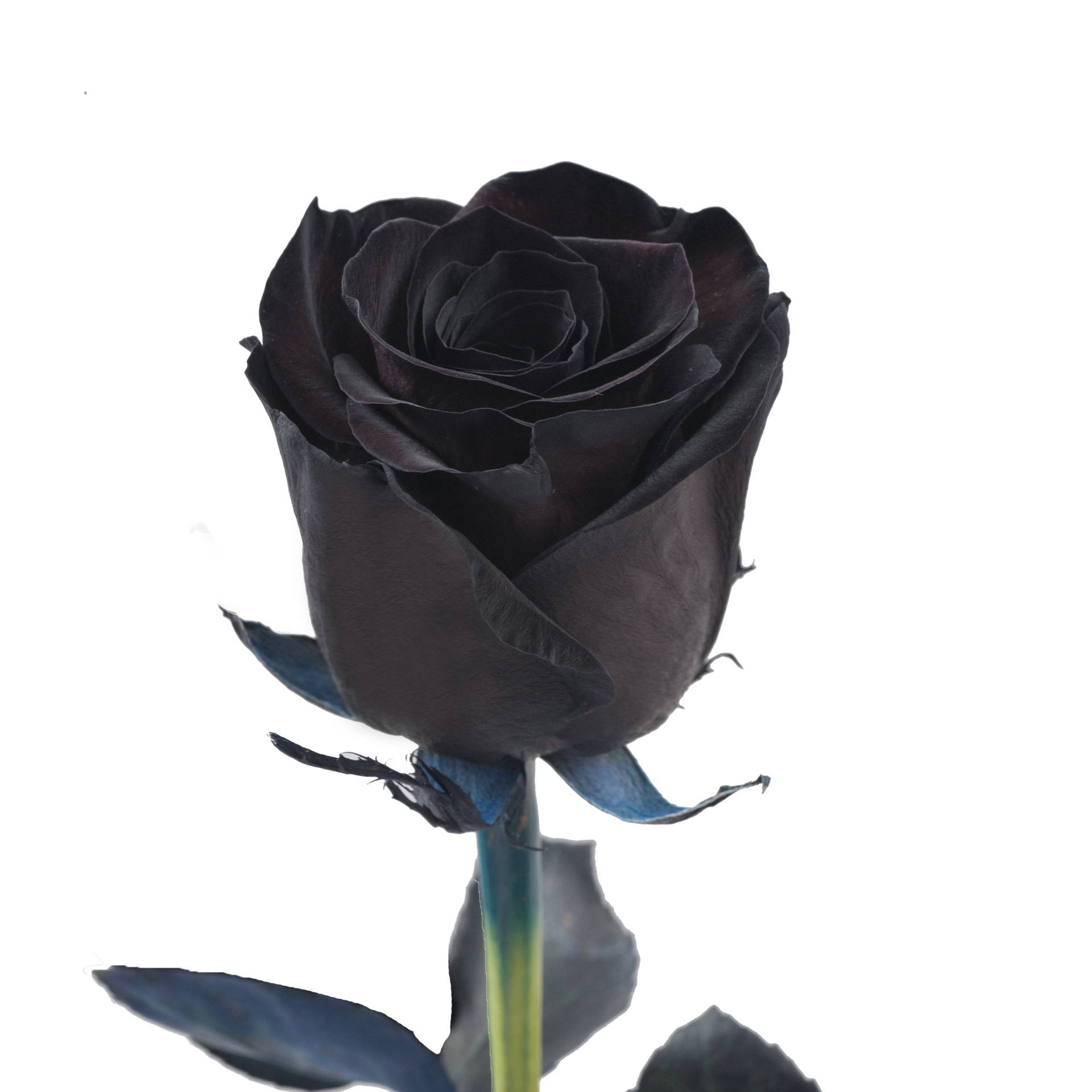 2500X2500 Black Rose Wallpaper and Background
