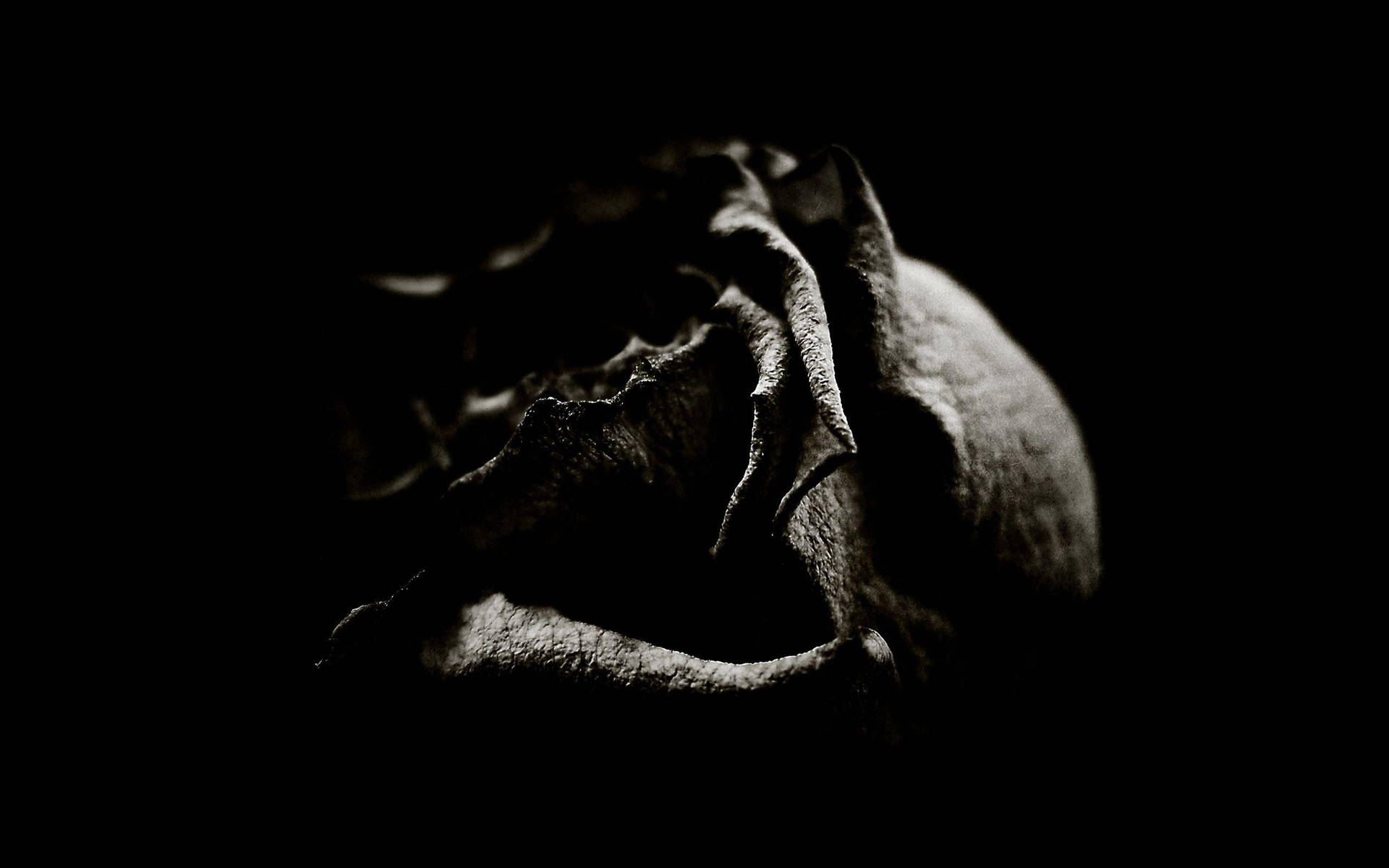 2560X1600 Black Rose Wallpaper and Background