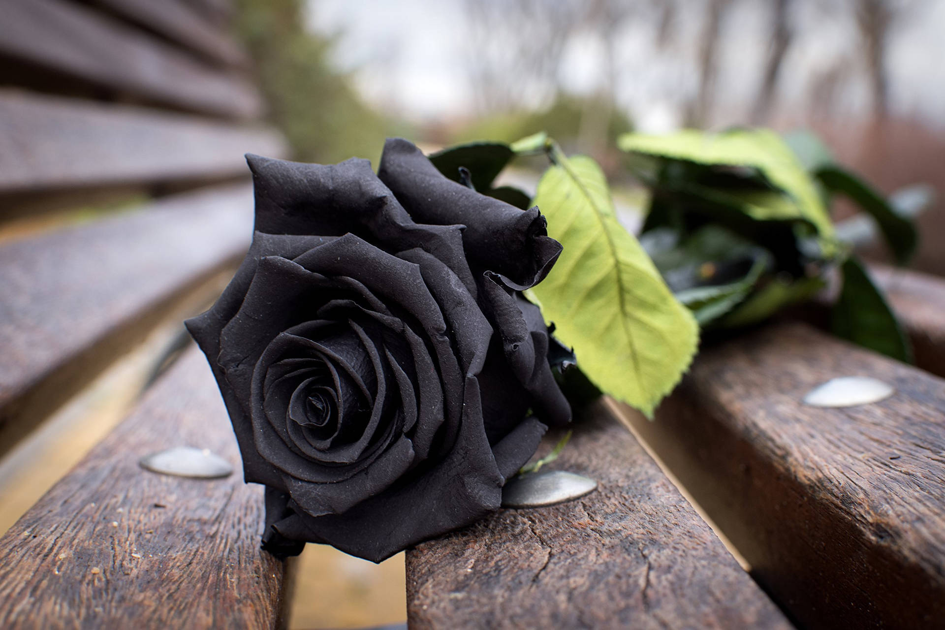 2560X1706 Black Rose Wallpaper and Background