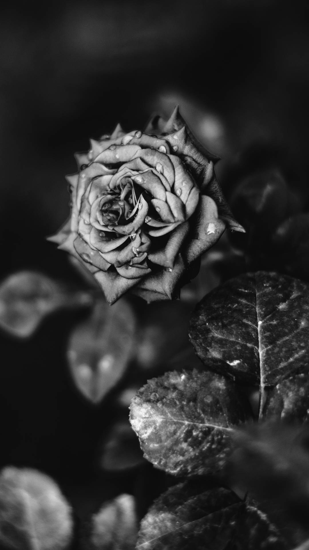 2797X4972 Black Rose Wallpaper and Background