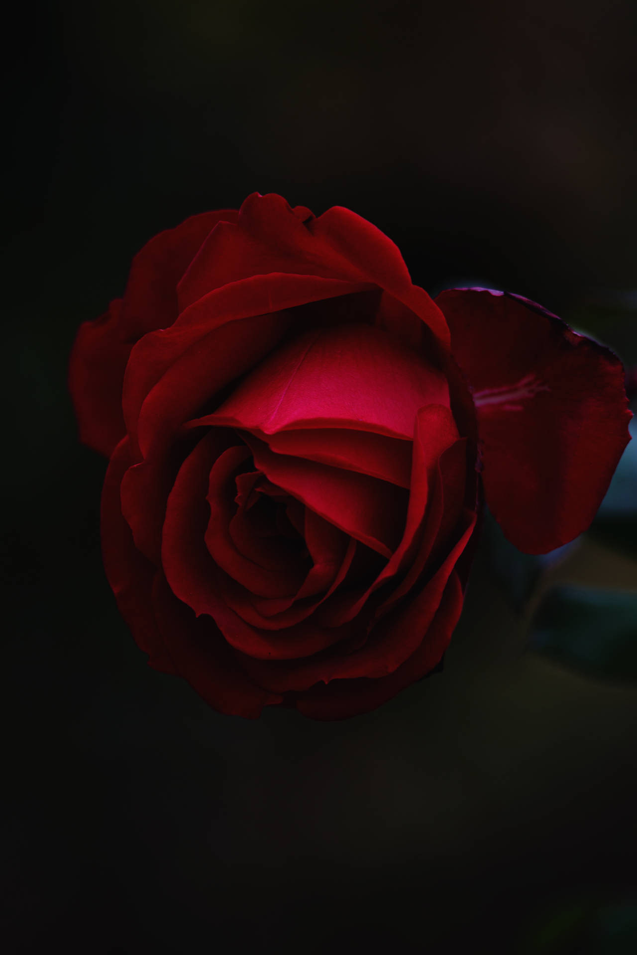 2848X4272 Black Rose Wallpaper and Background