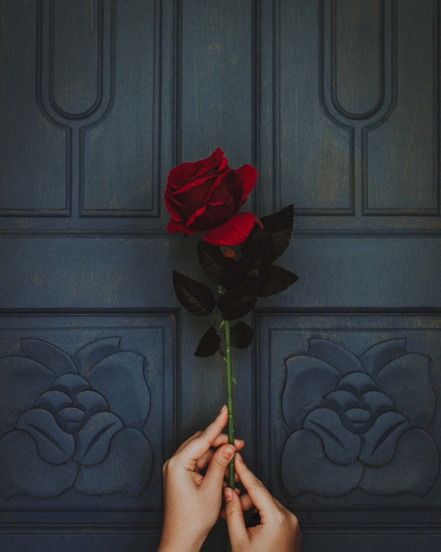 3264X4080 Black Rose Wallpaper and Background