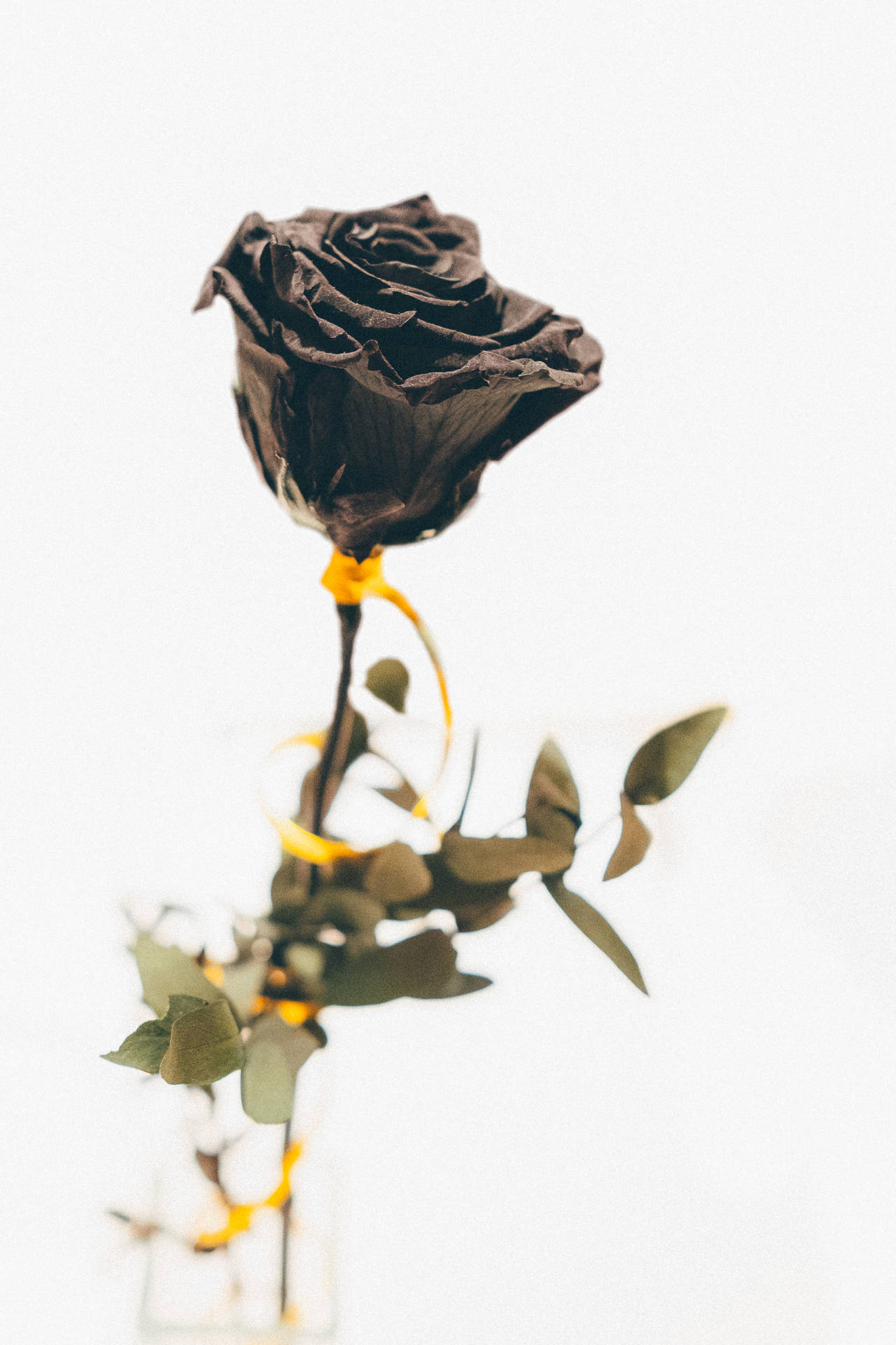 3273X4909 Black Rose Wallpaper and Background