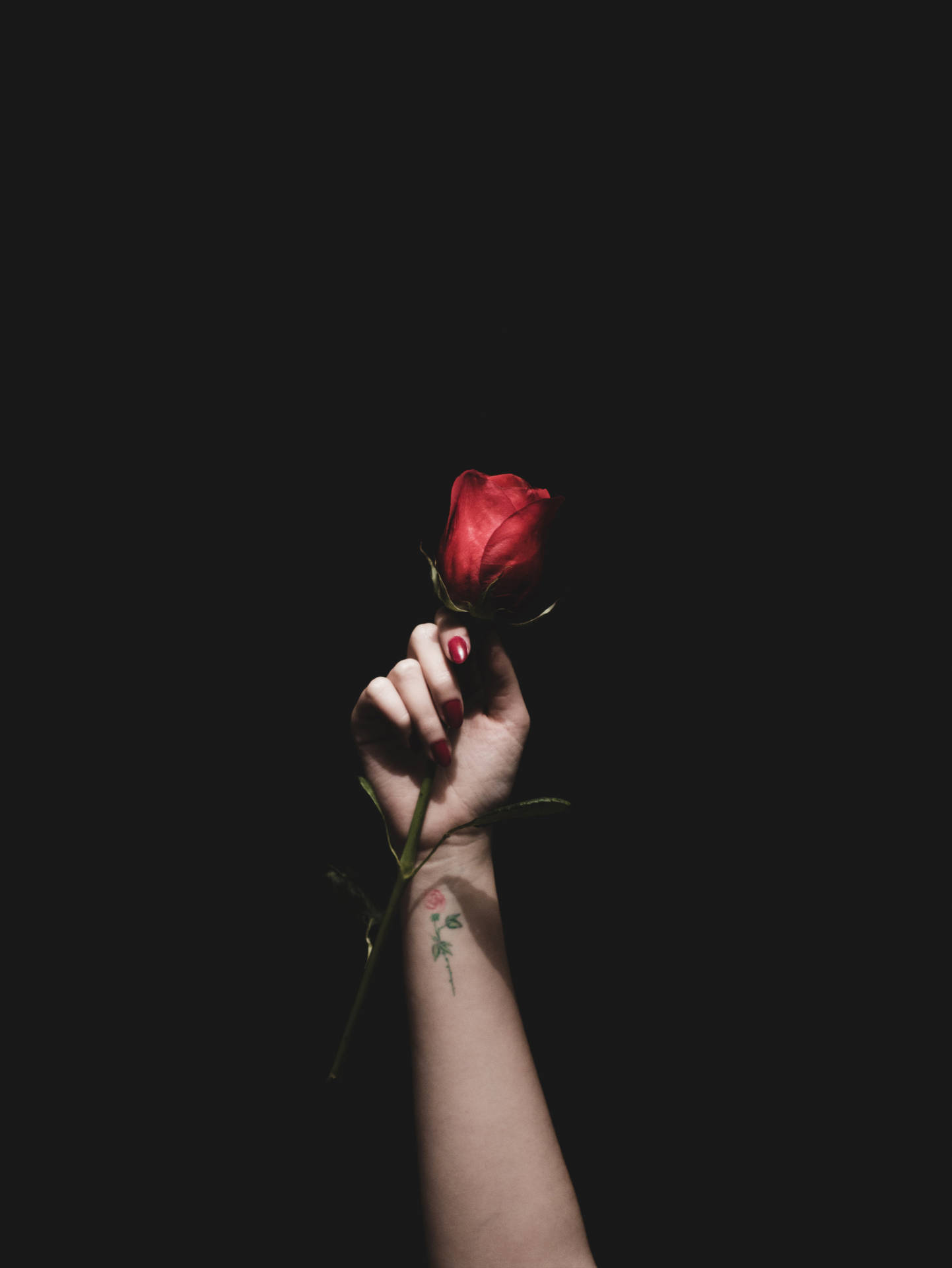 3448X4592 Black Rose Wallpaper and Background