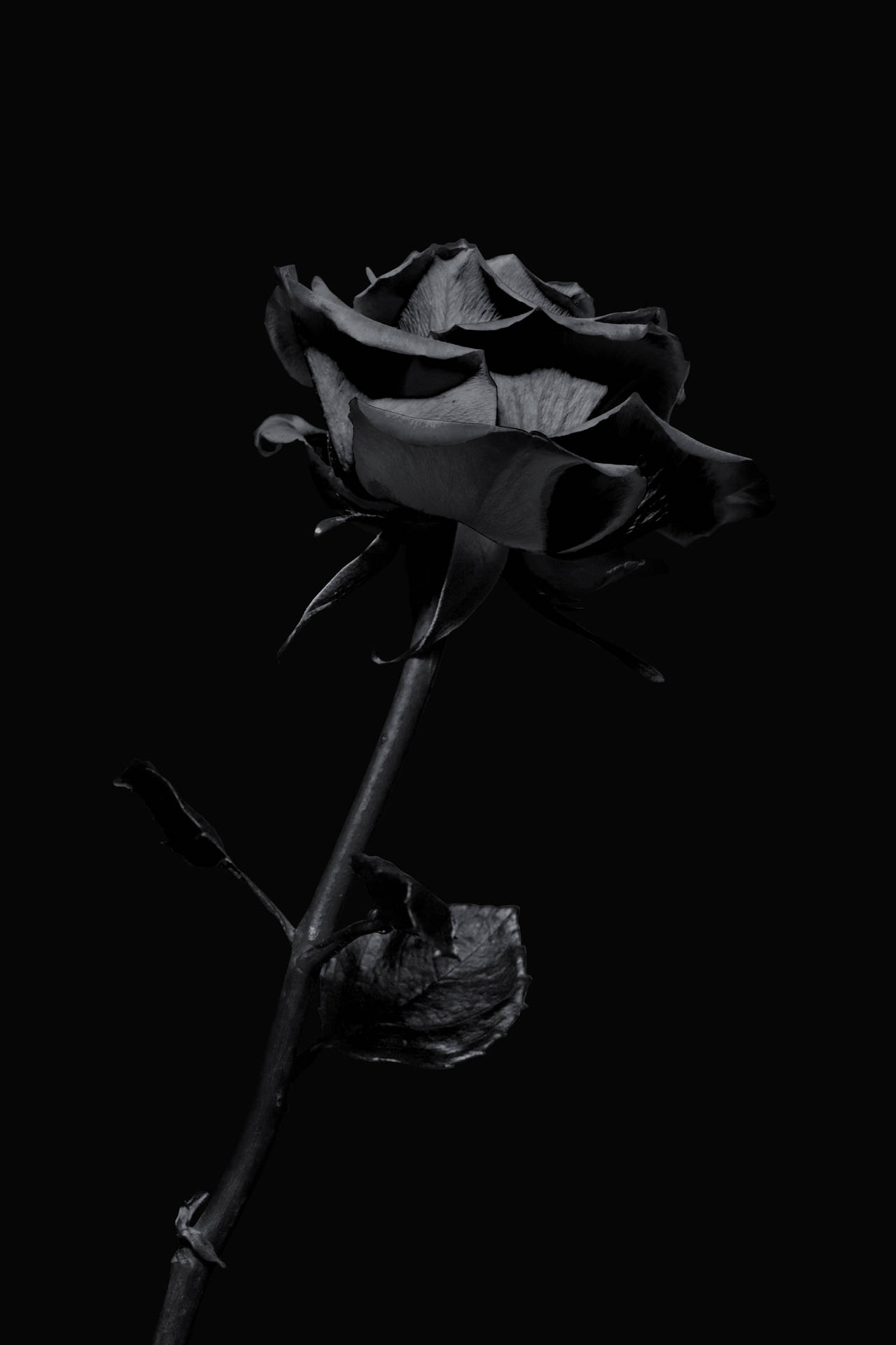 4015X6020 Black Rose Wallpaper and Background