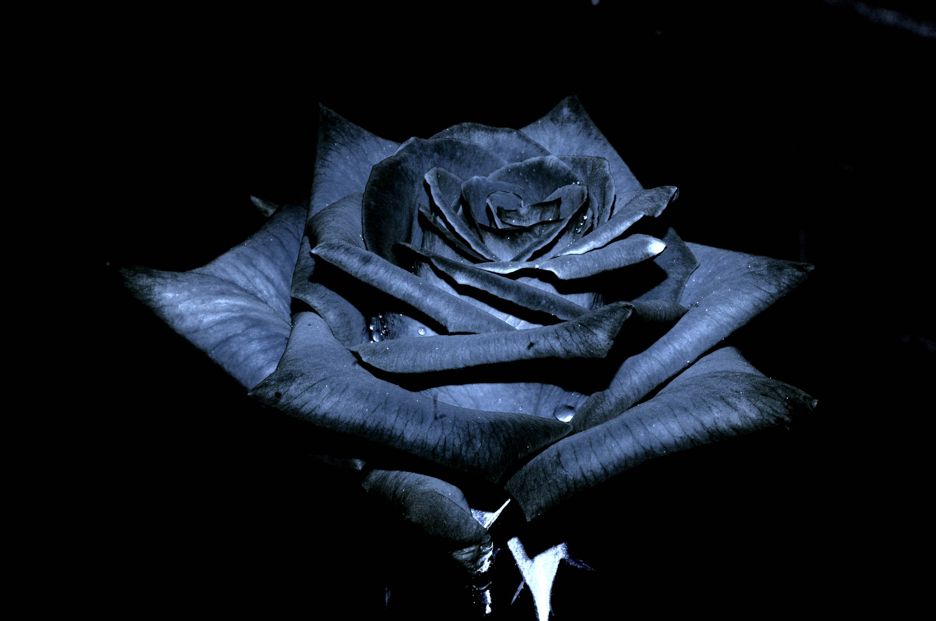 4288X2848 Black Rose Wallpaper and Background
