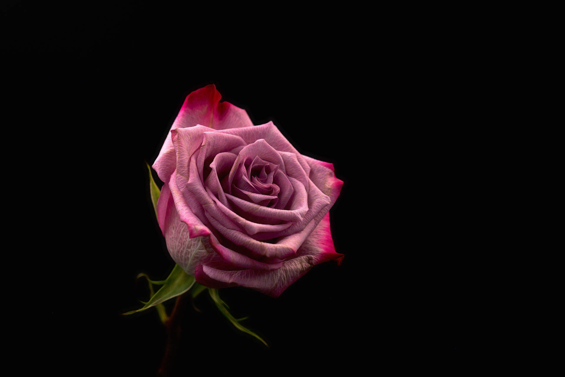 4896X3264 Black Rose Wallpaper and Background