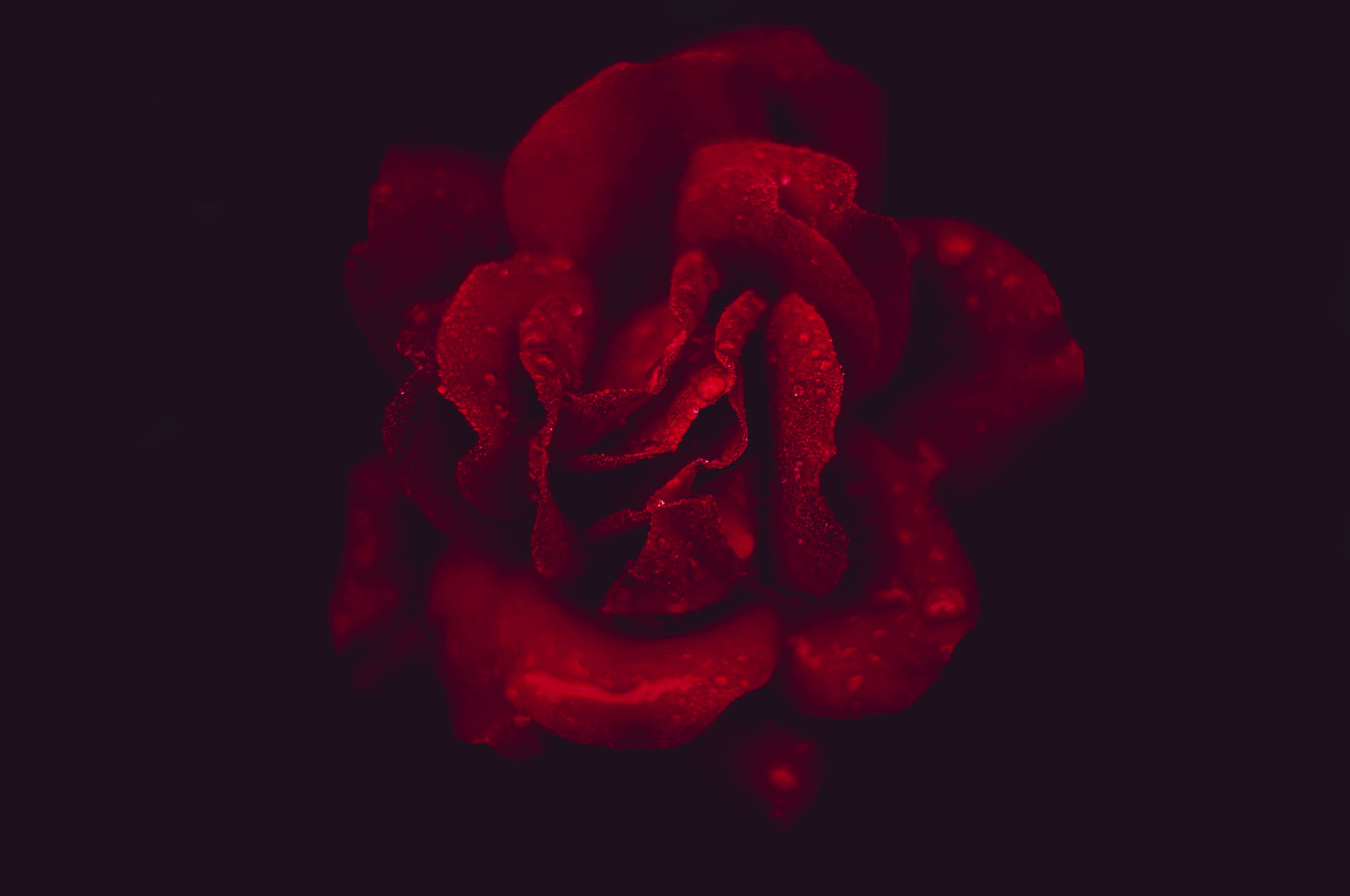 4912X3264 Black Rose Wallpaper and Background
