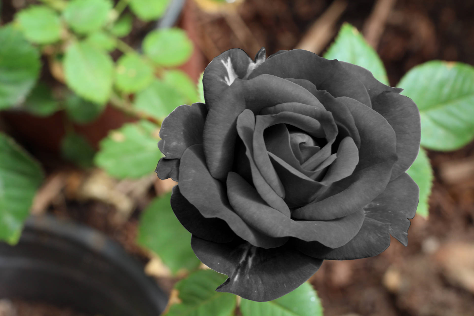 5184X3456 Black Rose Wallpaper and Background