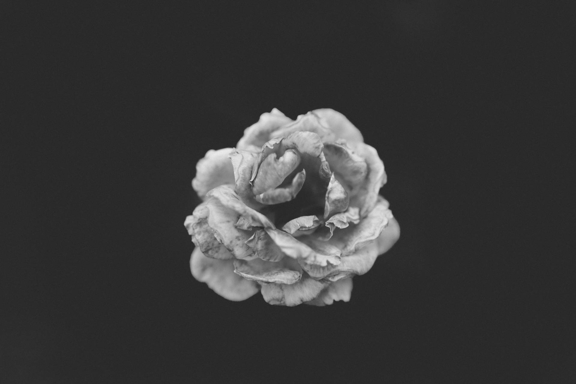 5616X3744 Black Rose Wallpaper and Background