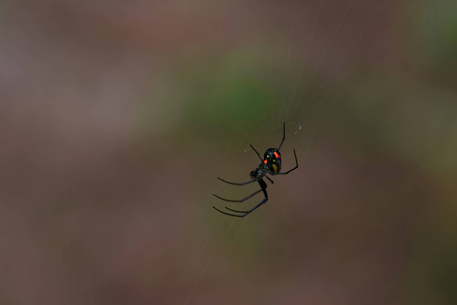 Black Widow 5135X3428 Wallpaper and Background Image