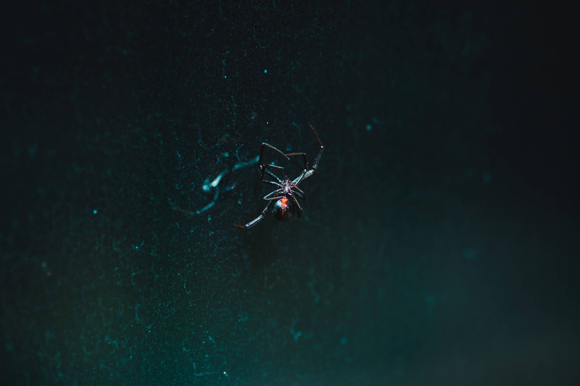 Black Widow 6000X4000 Wallpaper and Background Image
