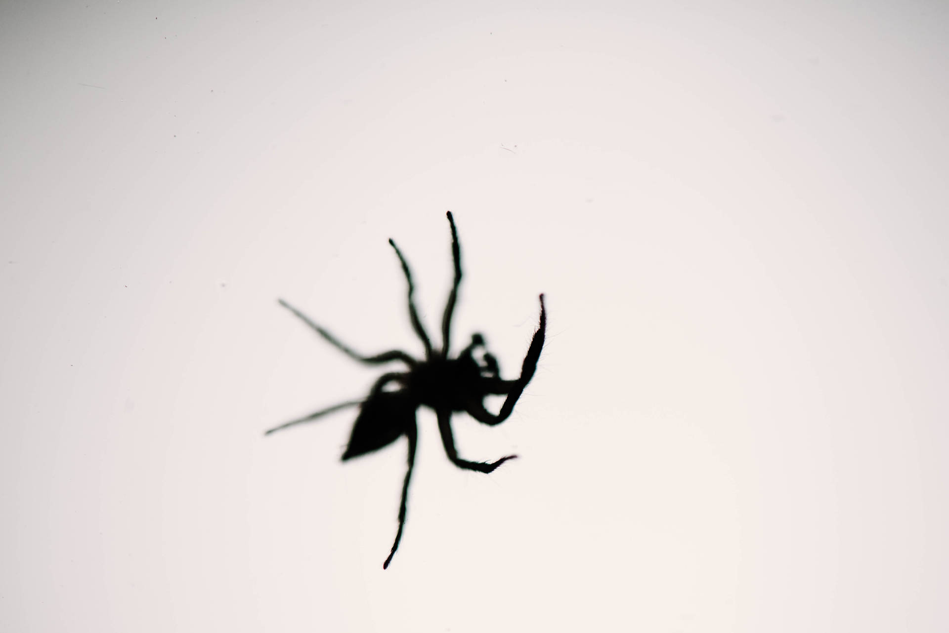6016X4016 Black Widow Wallpaper and Background