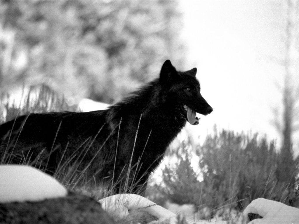 1024X768 Black Wolf Wallpaper and Background