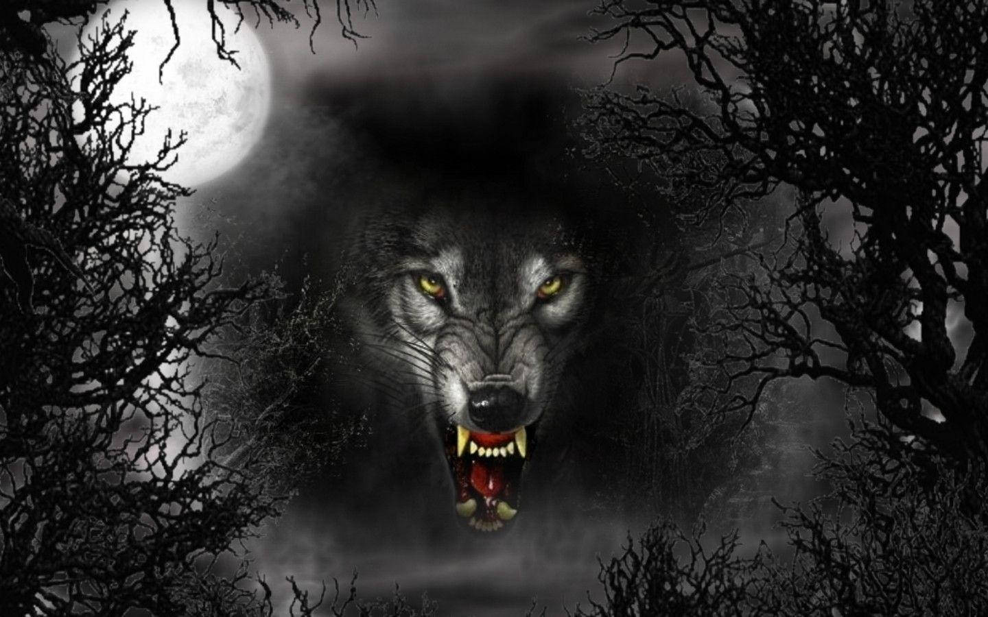 1440X900 Black Wolf Wallpaper and Background