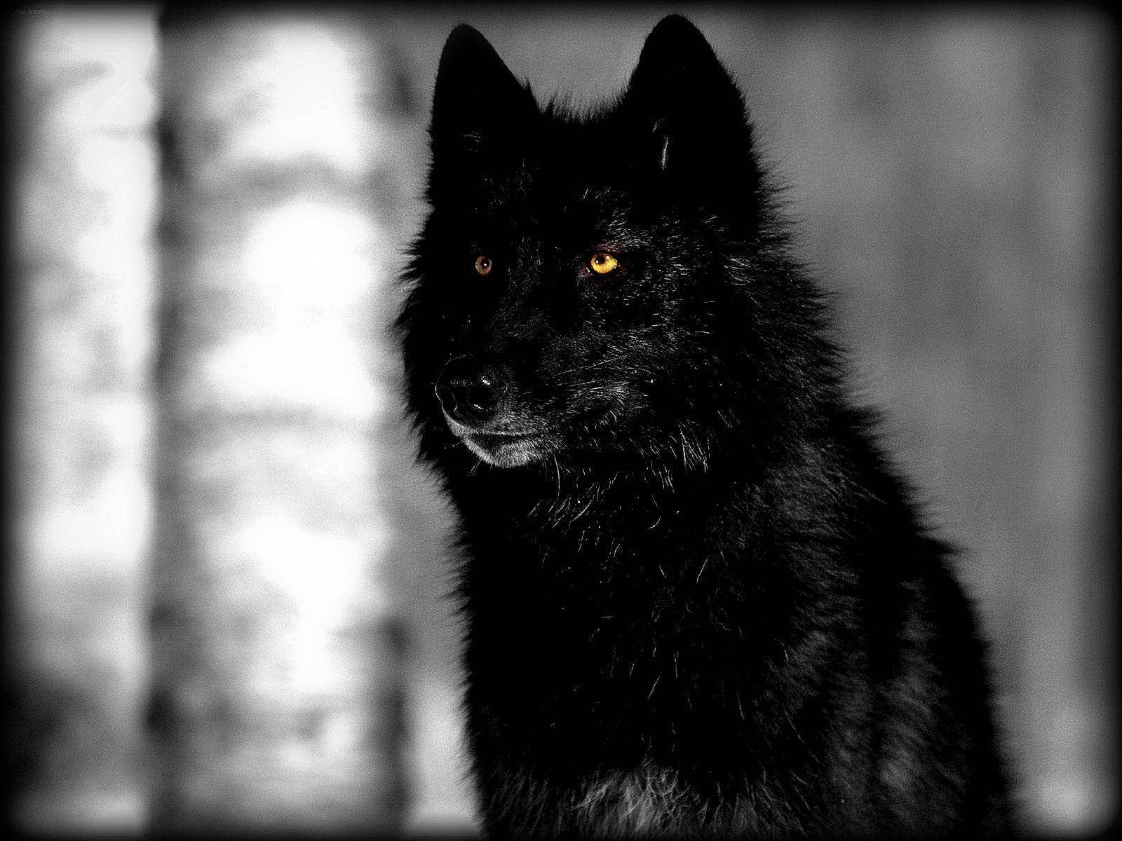 1600X1200 Black Wolf Wallpaper and Background