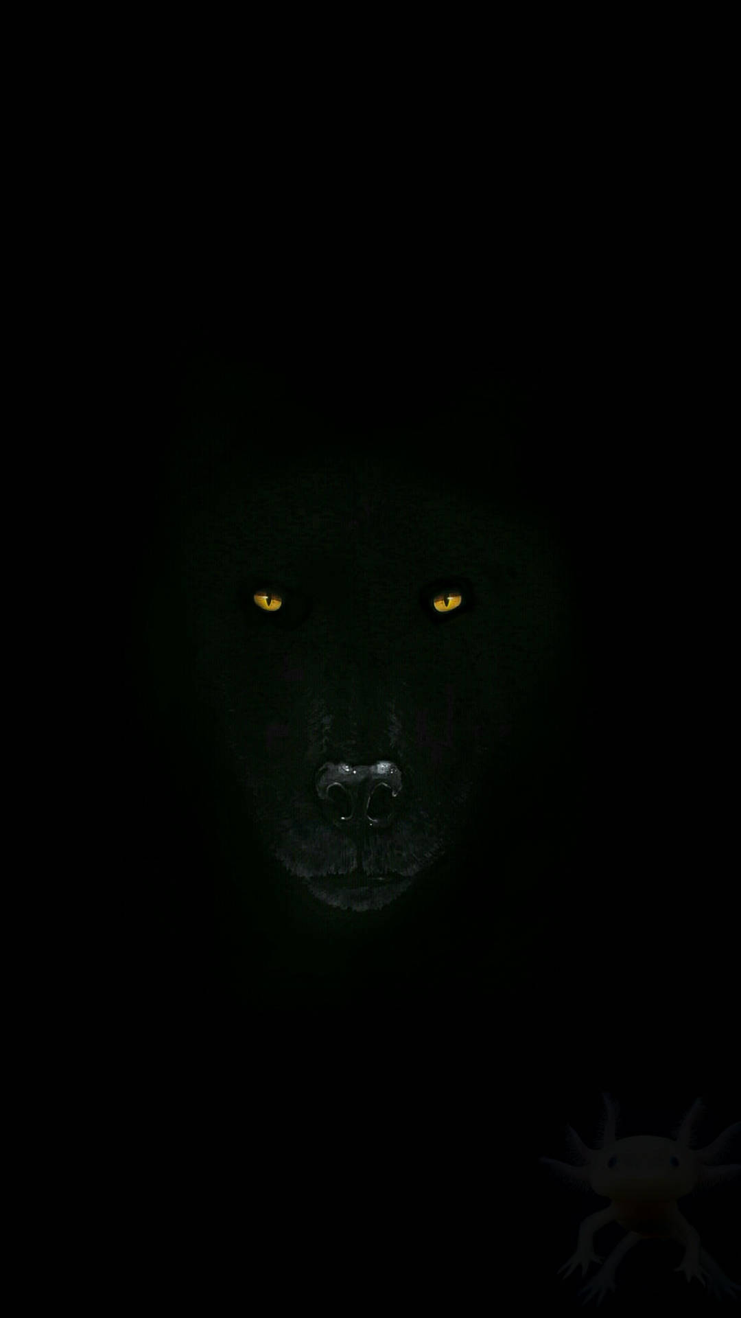 2304X4096 Black Wolf Wallpaper and Background