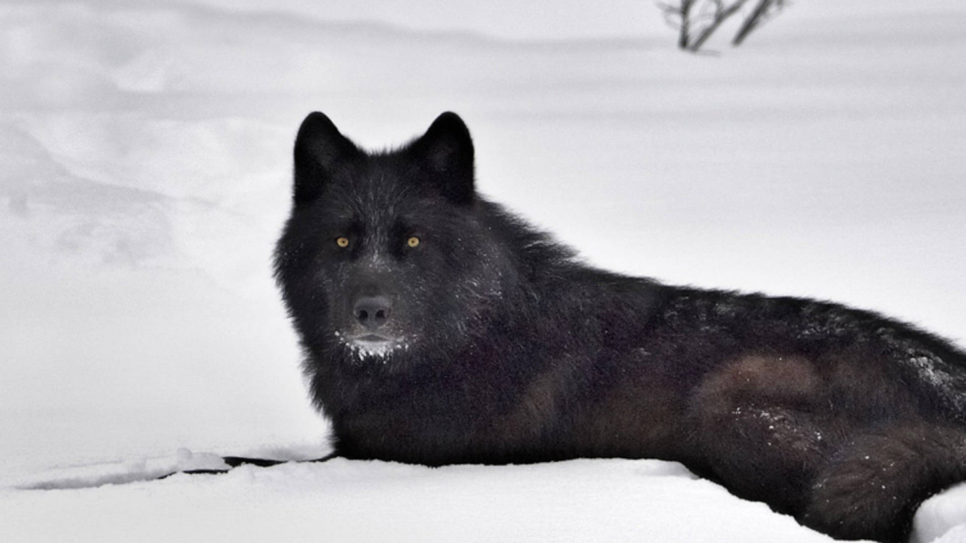 2560X1440 Black Wolf Wallpaper and Background