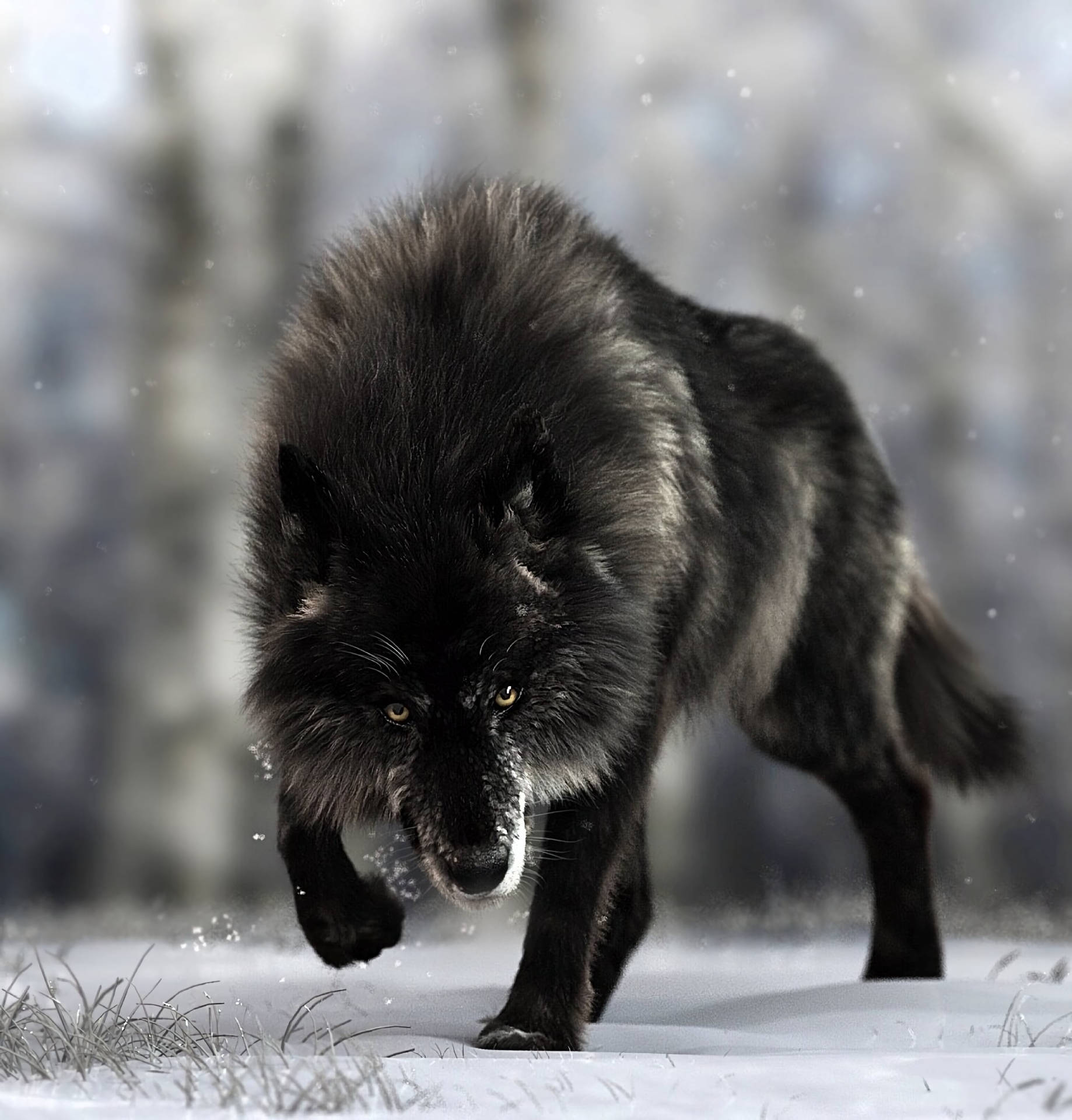 2872X3000 Black Wolf Wallpaper and Background