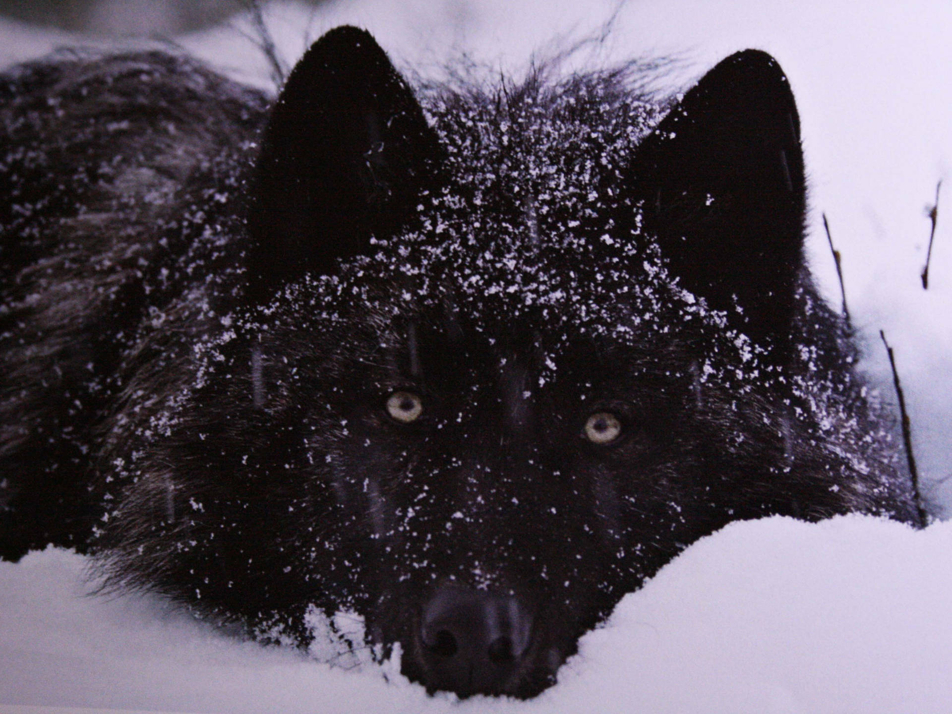 3437X2578 Black Wolf Wallpaper and Background
