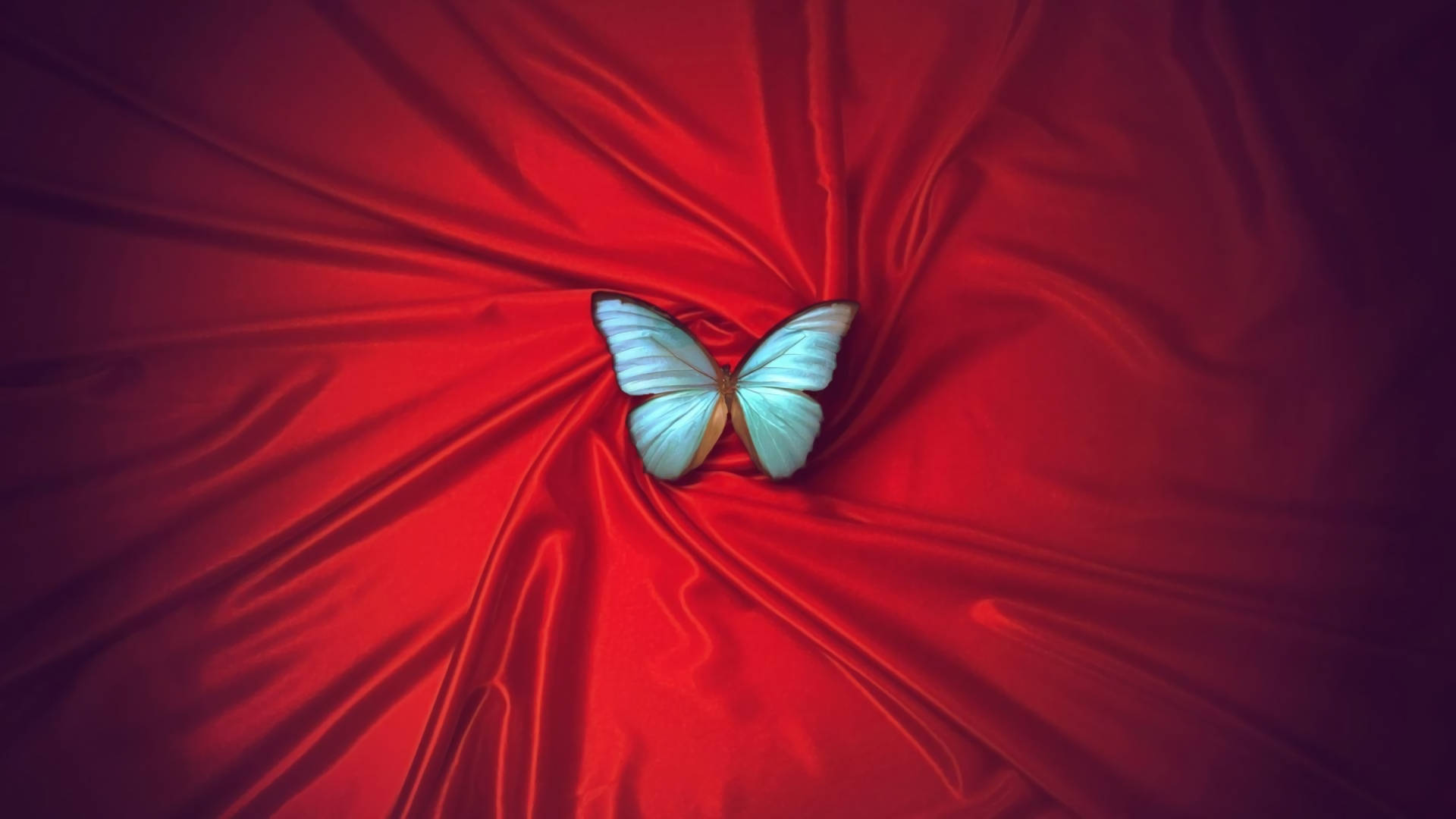 1920X1080 Blue Butterfly Wallpaper and Background