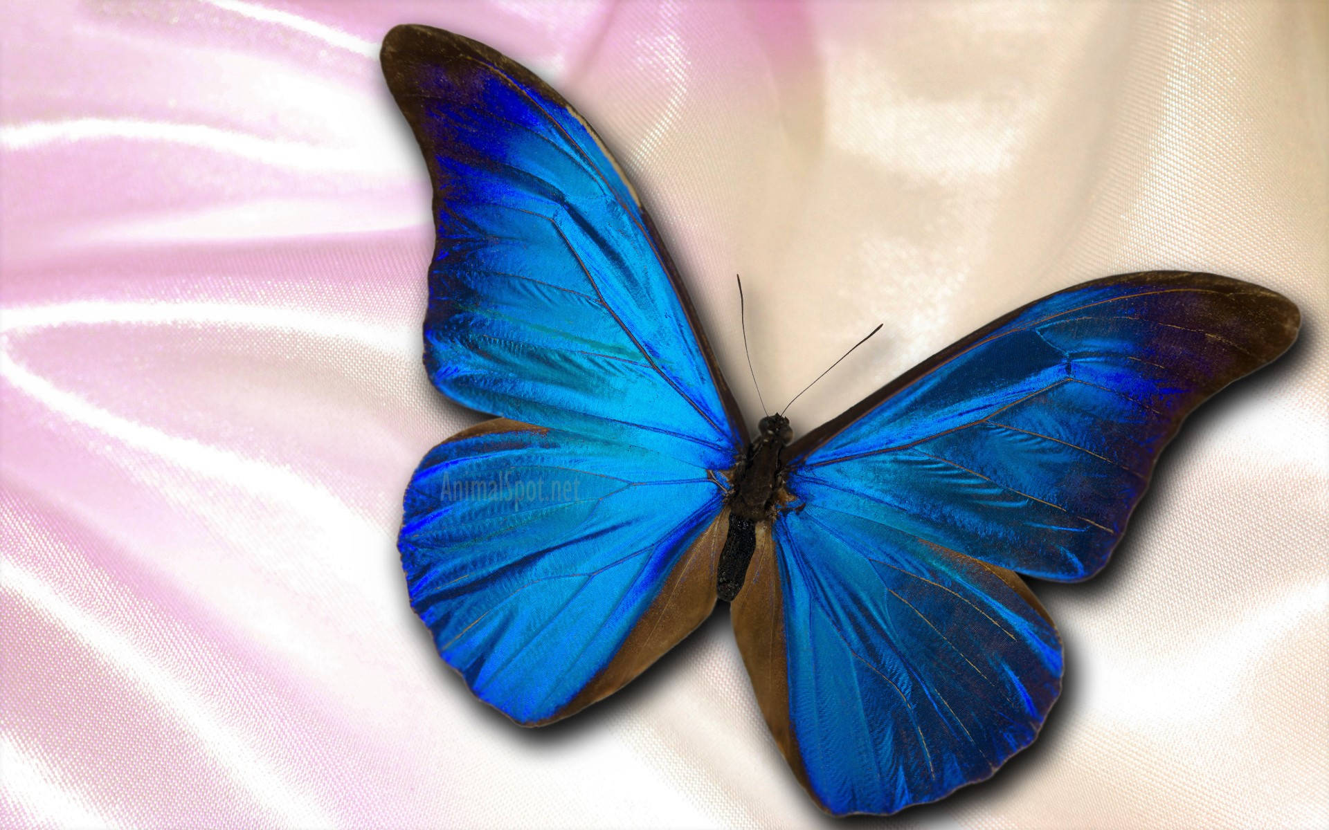 Blue Butterfly 1920X1200 Wallpaper and Background Image