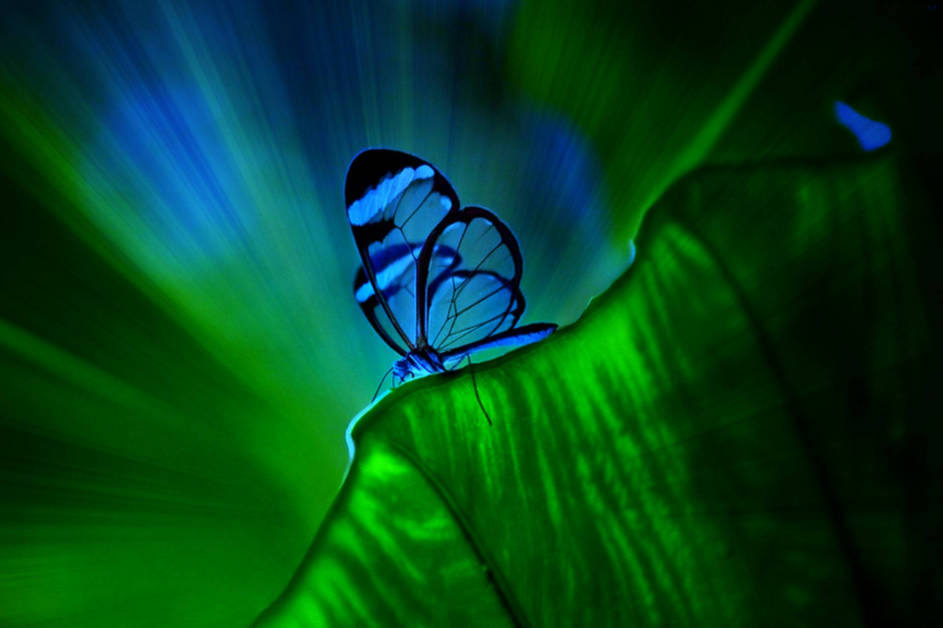 Blue Butterfly 1920X1280 Wallpaper and Background Image