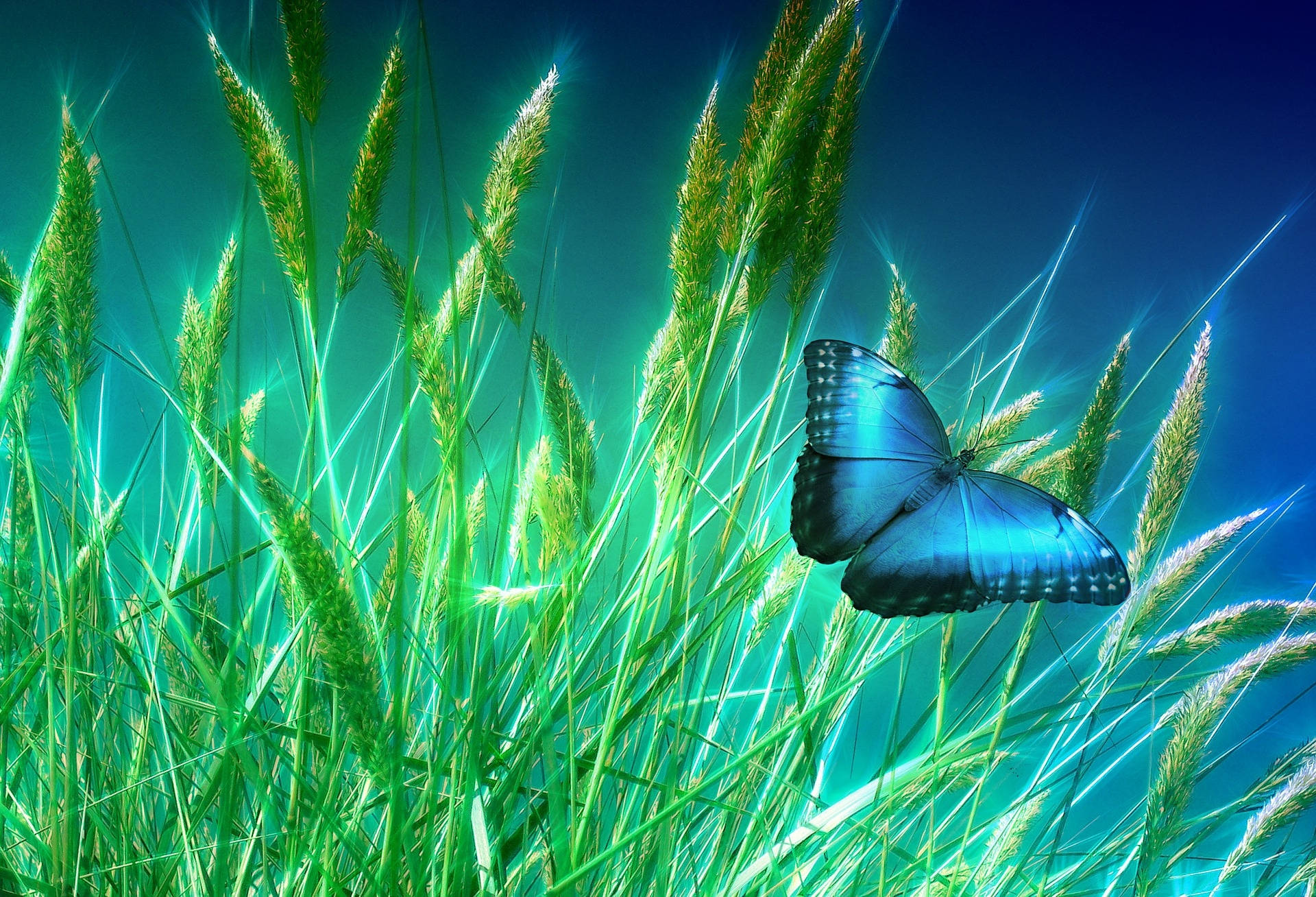 Blue Butterfly 1920X1308 Wallpaper and Background Image