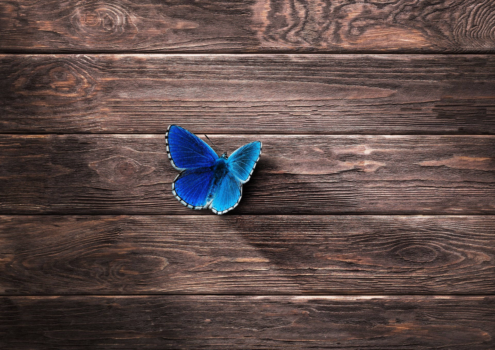 Blue Butterfly 1920X1358 Wallpaper and Background Image