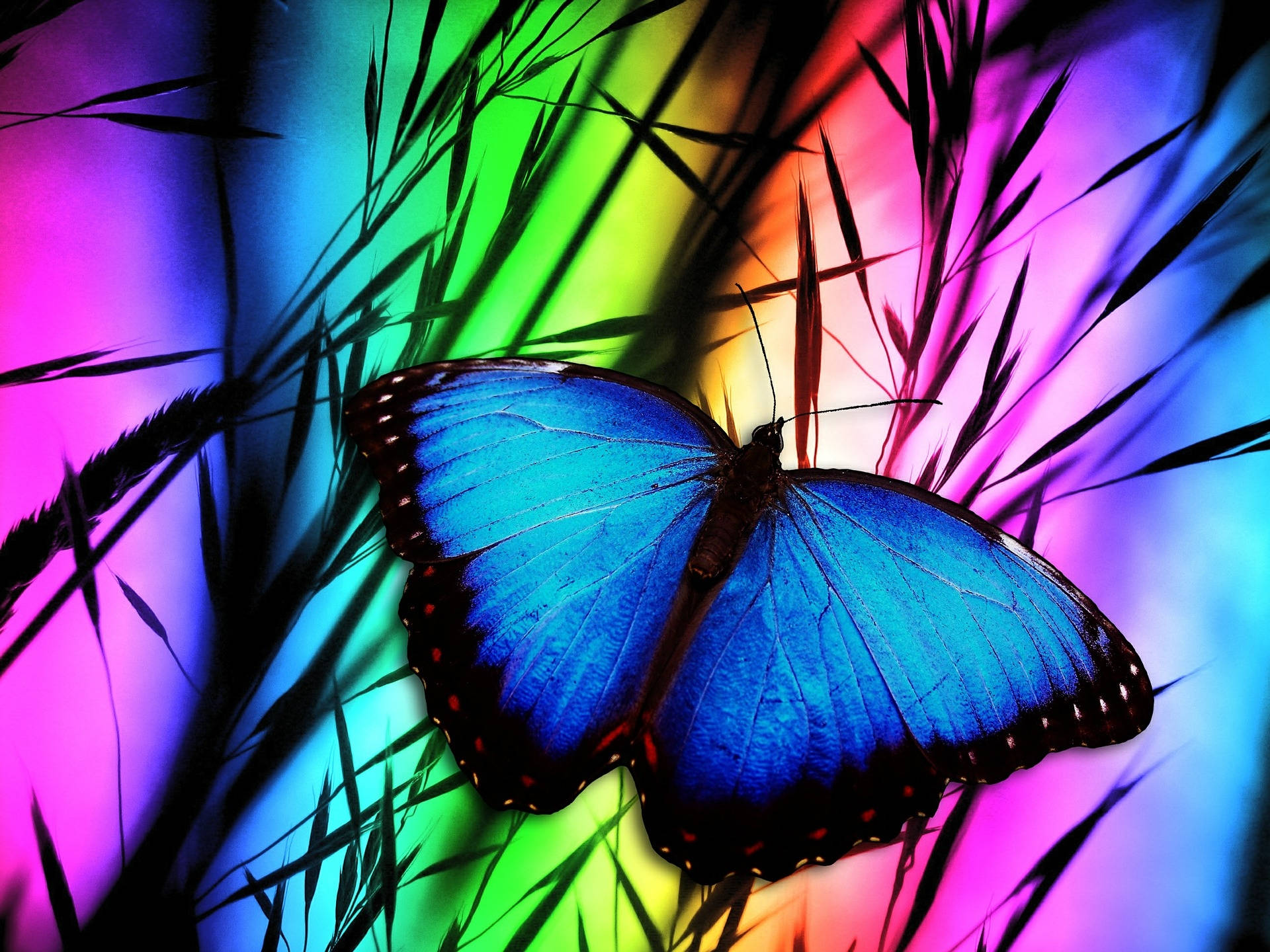 Blue Butterfly 1920X1440 Wallpaper and Background Image