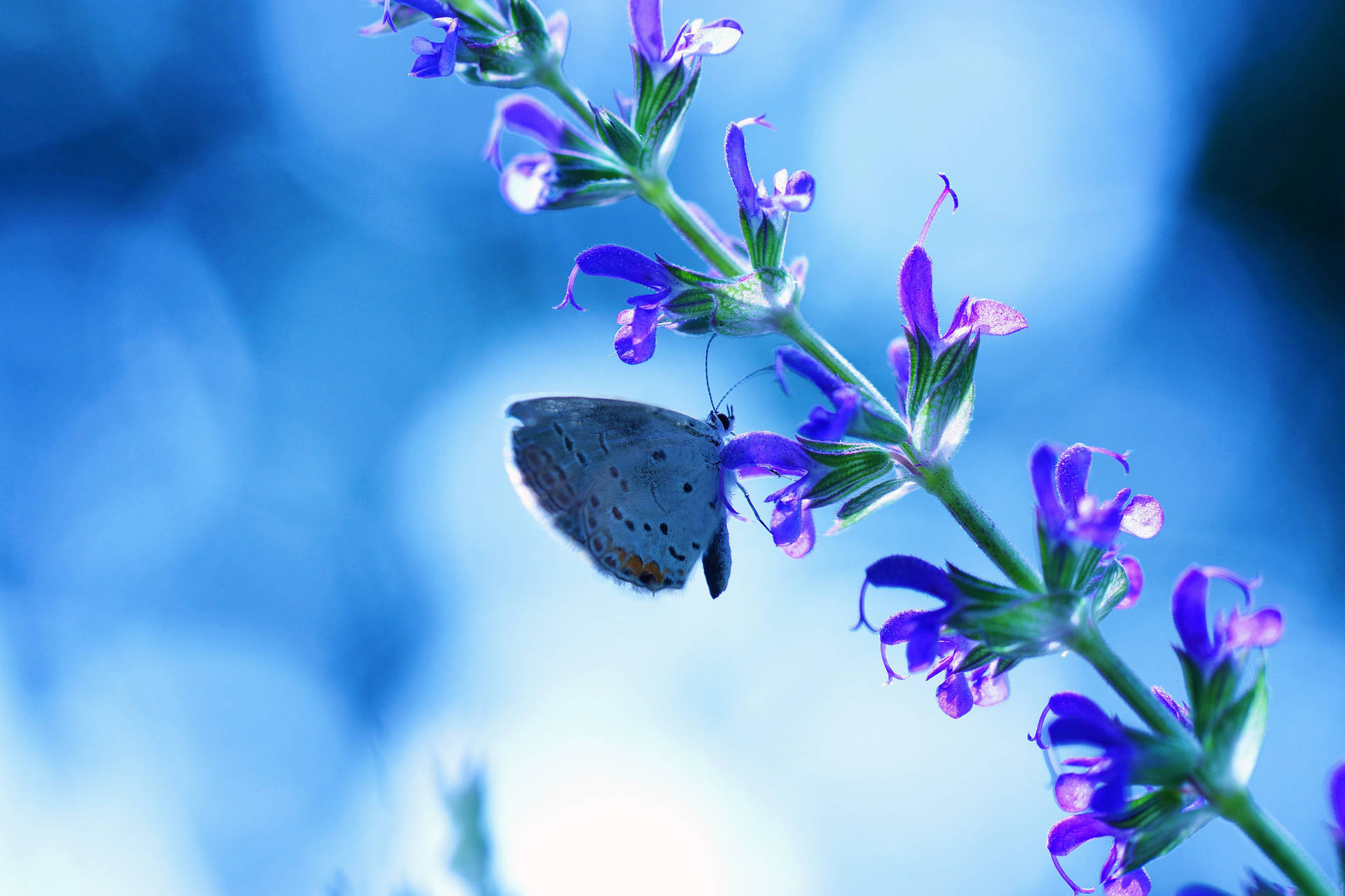 Blue Butterfly 2048X1365 Wallpaper and Background Image