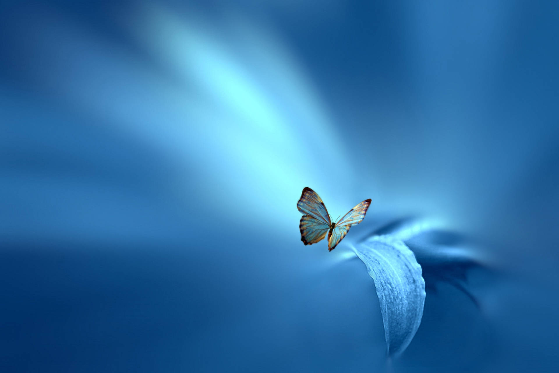 2048X1365 Blue Butterfly Wallpaper and Background