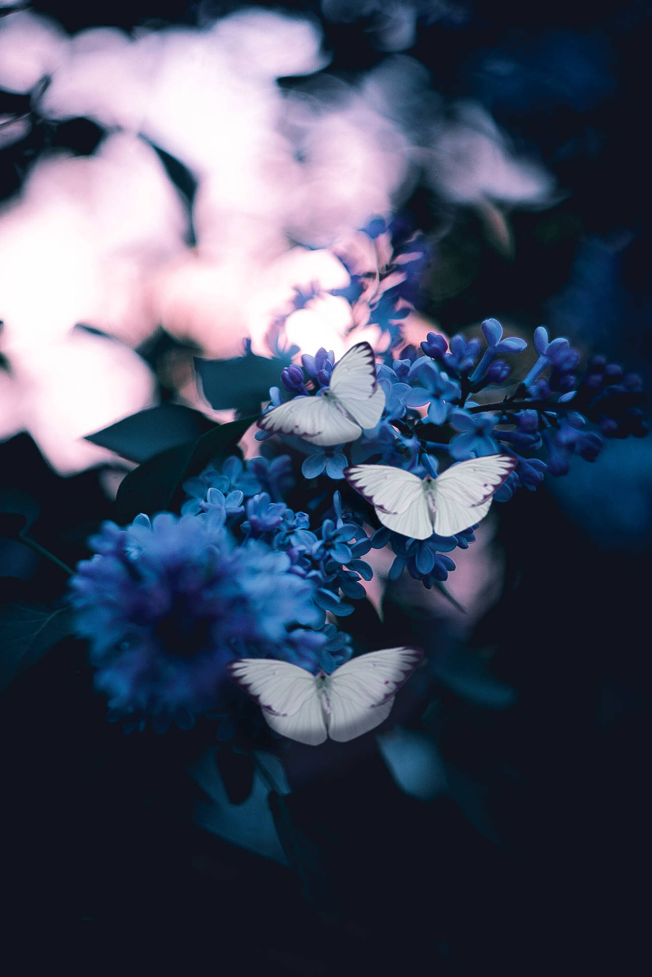Blue Butterfly 2072X3104 Wallpaper and Background Image