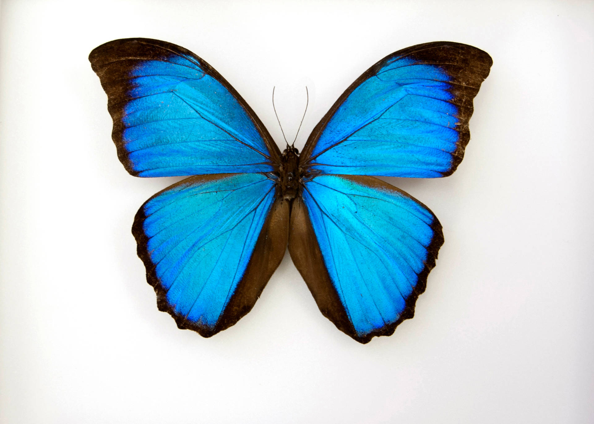 Blue Butterfly 2100X1500 Wallpaper and Background Image