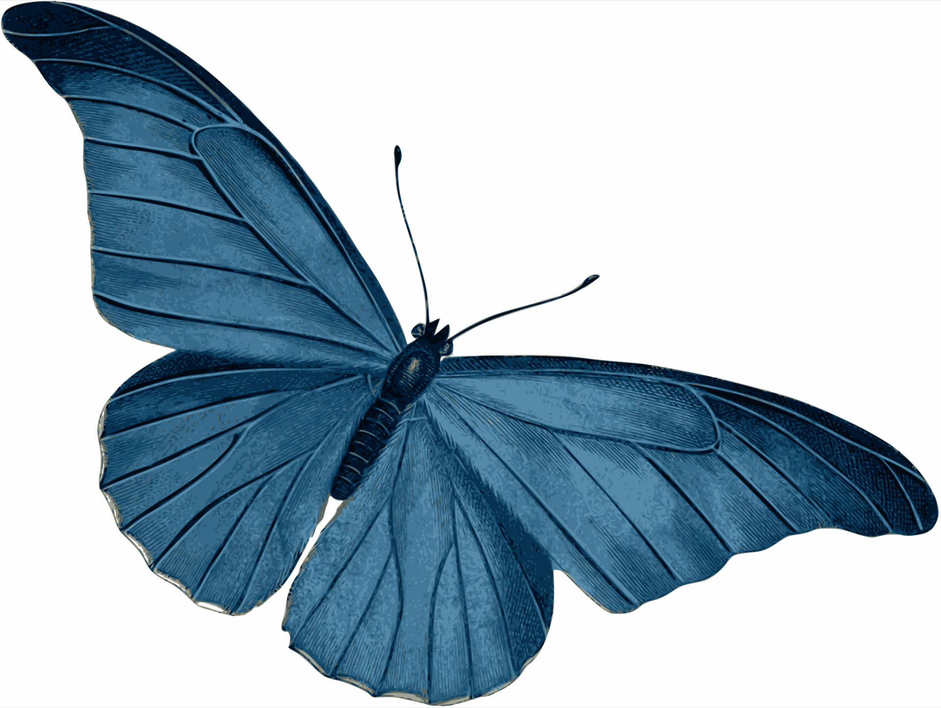 2400X1808 Blue Butterfly Wallpaper and Background
