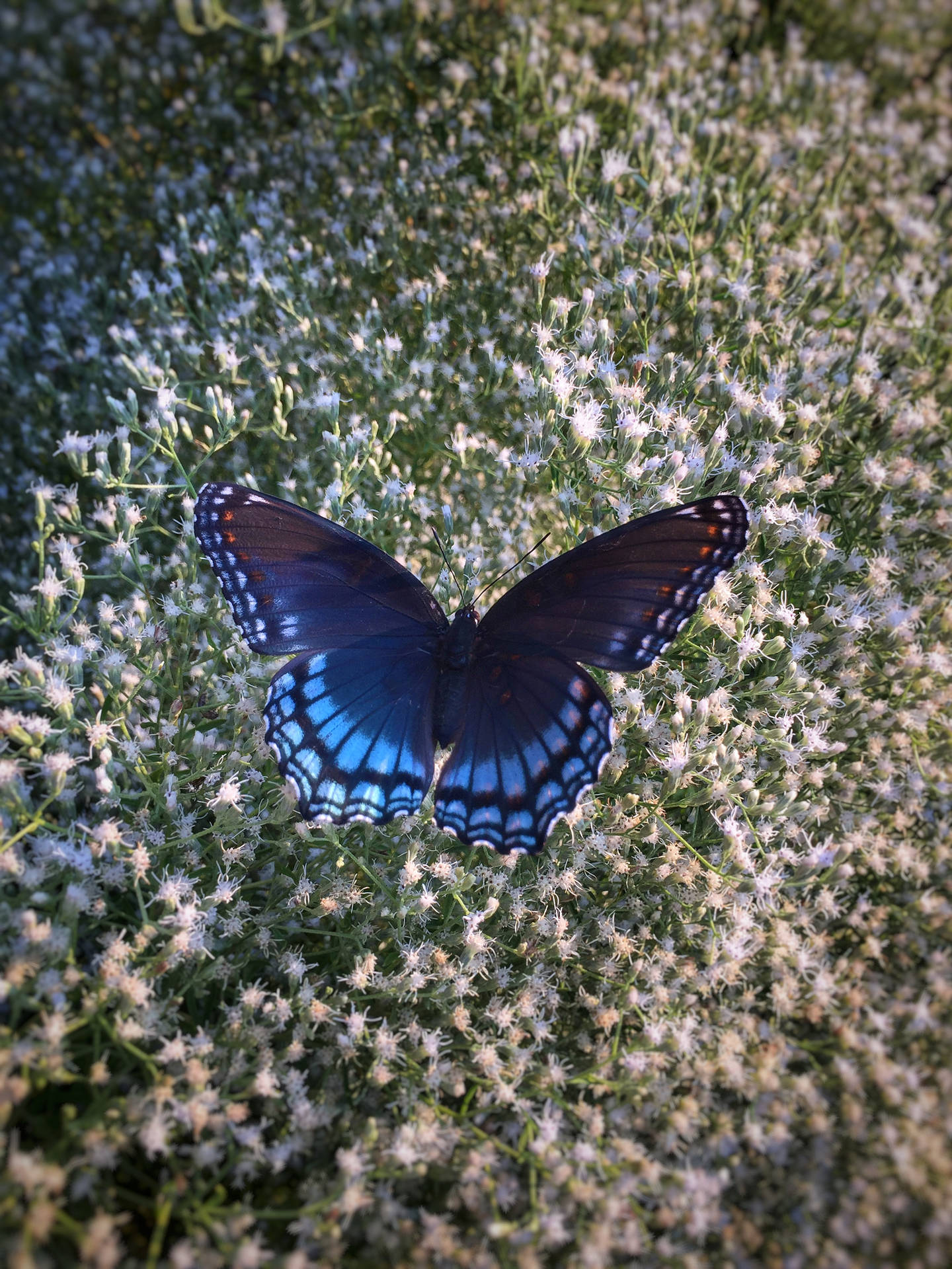 2448X3264 Blue Butterfly Wallpaper and Background