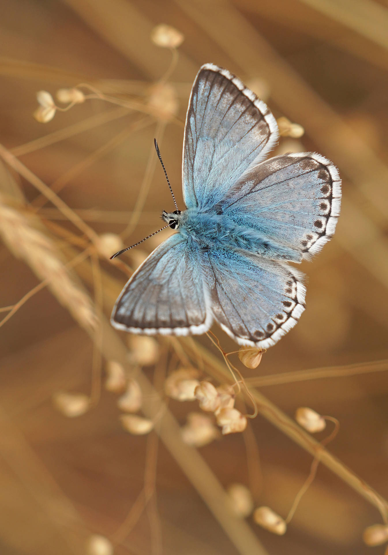 Blue Butterfly 2493X3558 Wallpaper and Background Image