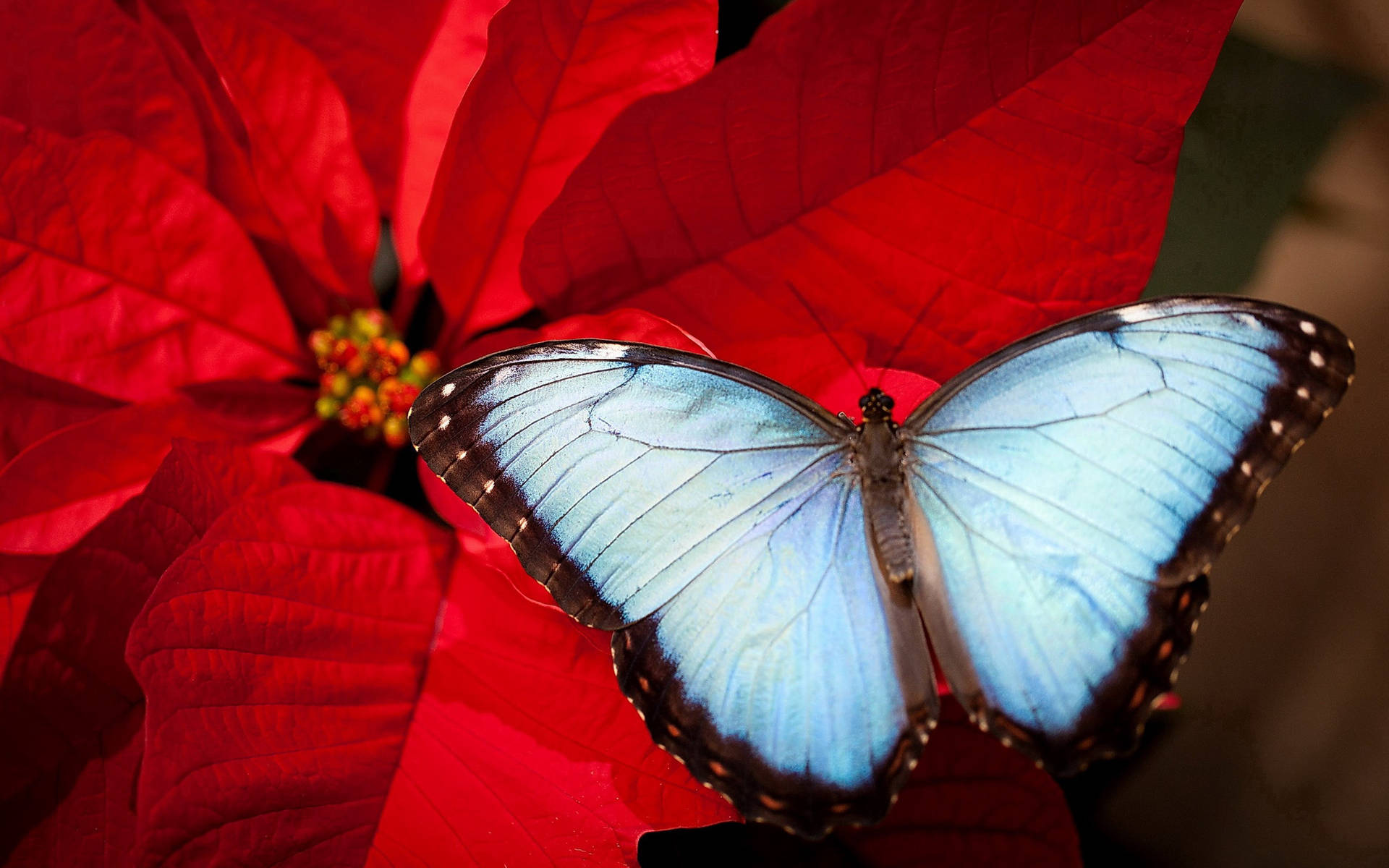 Blue Butterfly 2560X1600 Wallpaper and Background Image