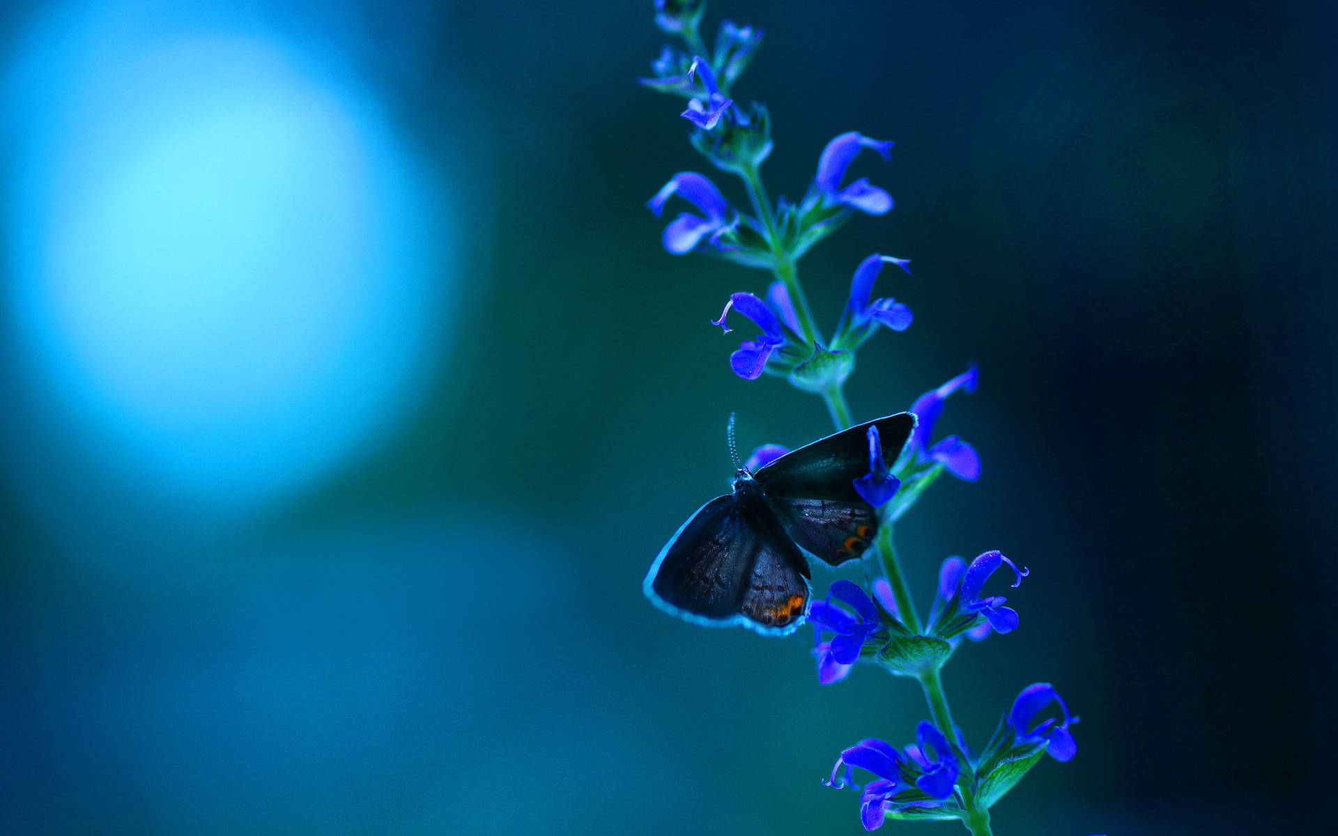 2560X1600 Blue Butterfly Wallpaper and Background