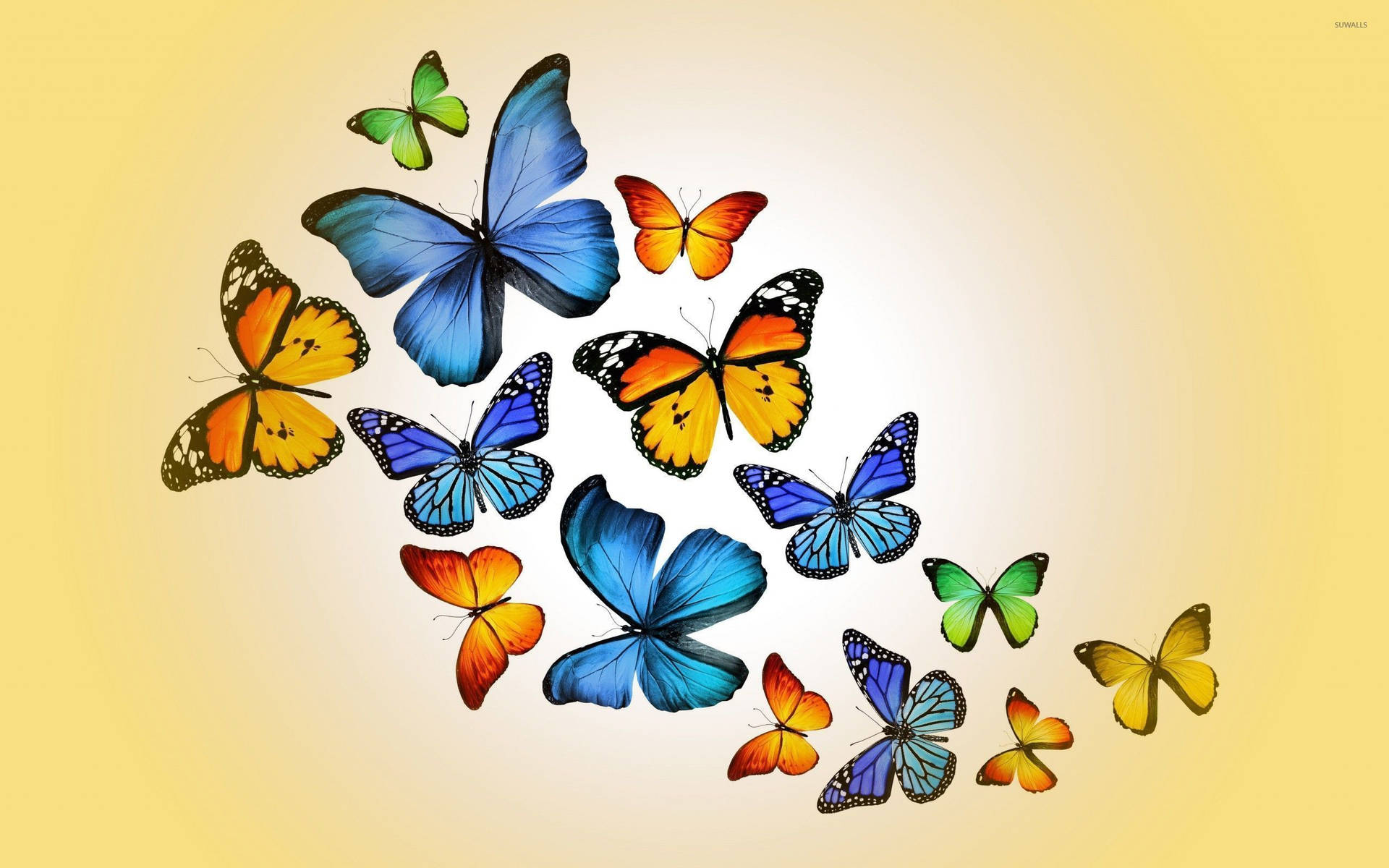 2560X1600 Blue Butterfly Wallpaper and Background