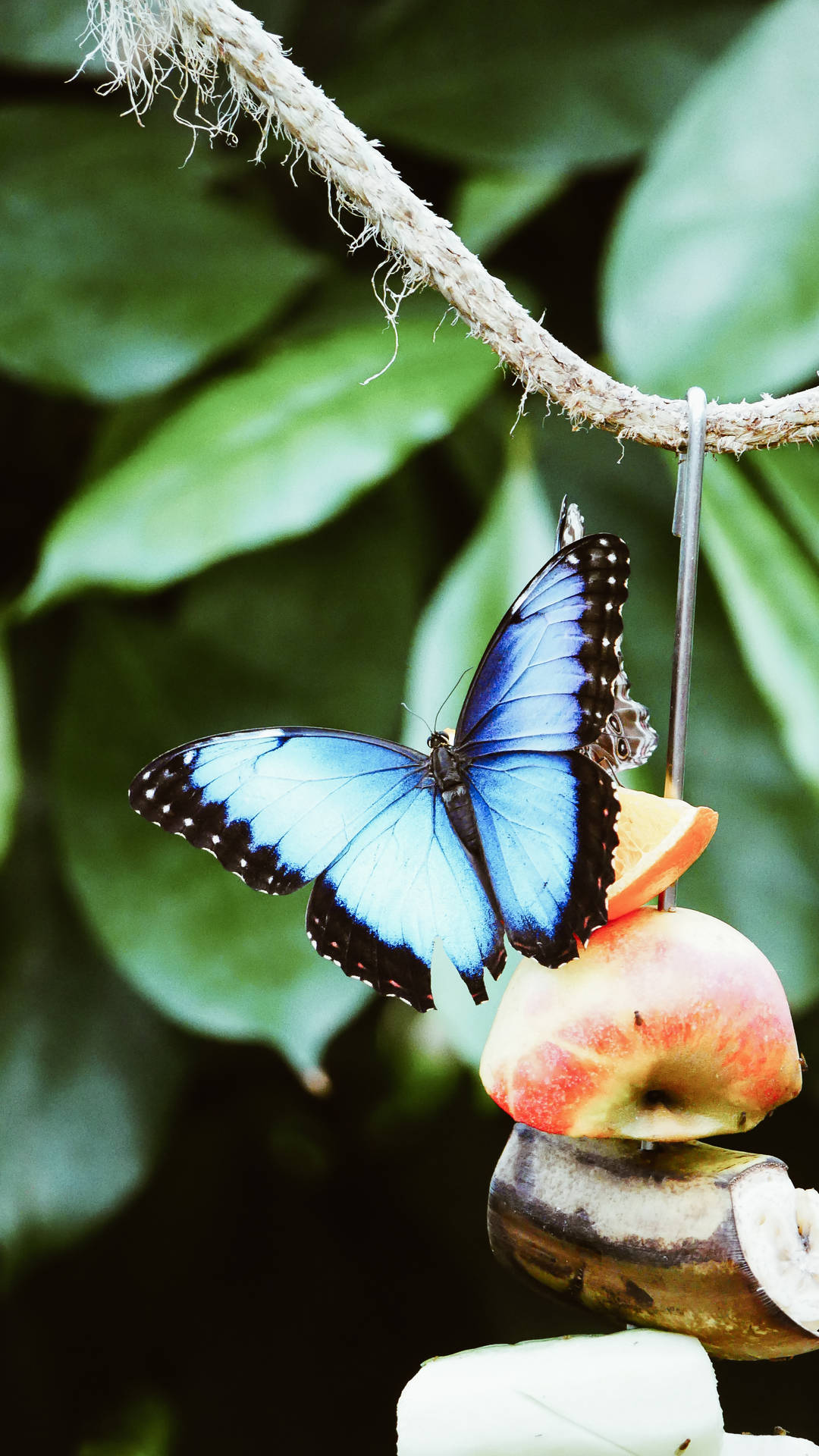 2584X4592 Blue Butterfly Wallpaper and Background
