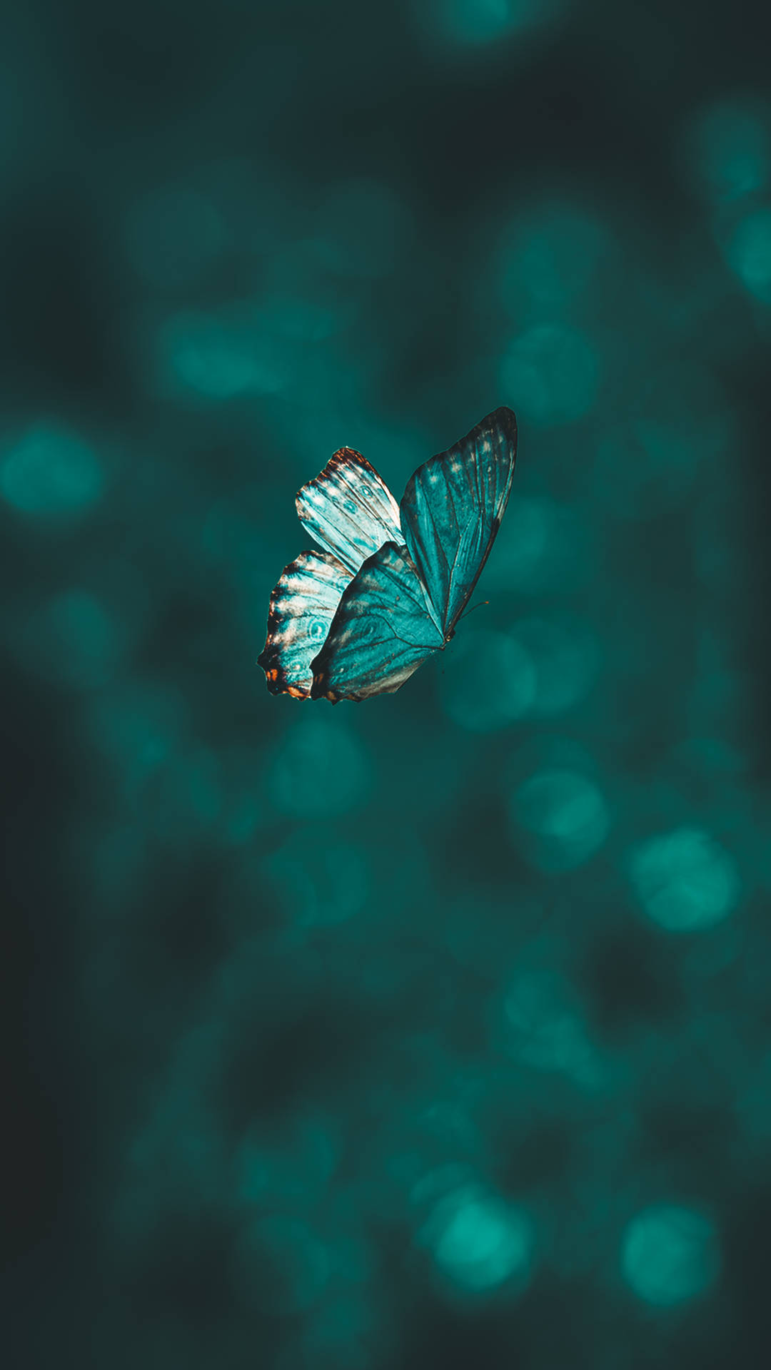 Blue Butterfly 2587X4599 Wallpaper and Background Image