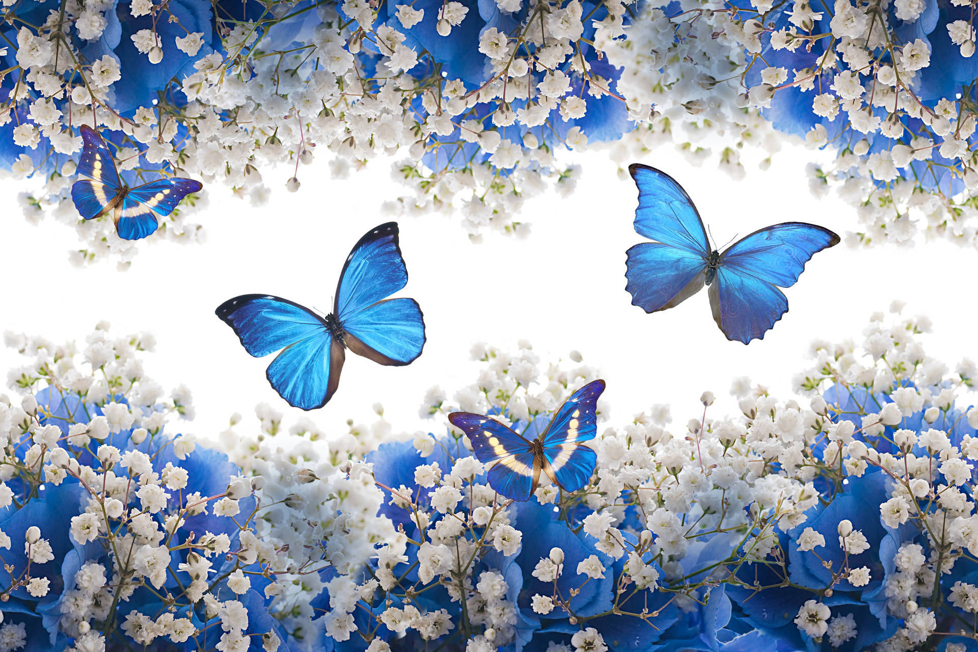 Blue Butterfly 3000X2000 Wallpaper and Background Image