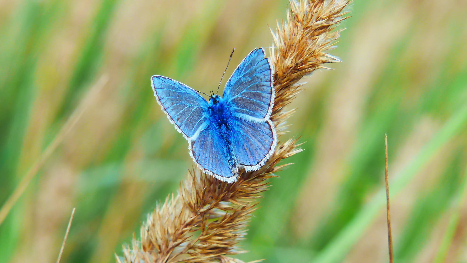 3264X1837 Blue Butterfly Wallpaper and Background