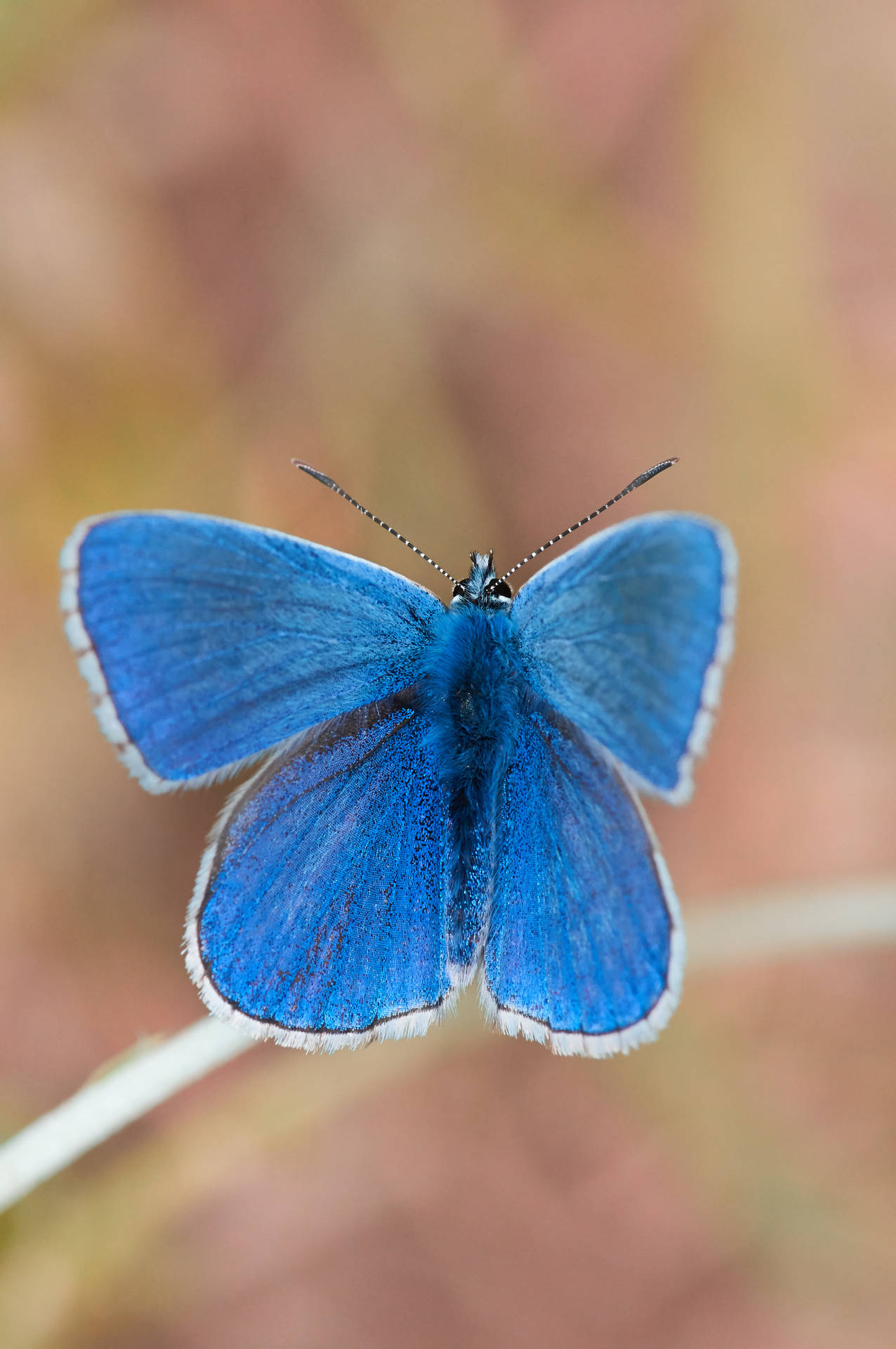 Blue Butterfly 3264X4912 Wallpaper and Background Image